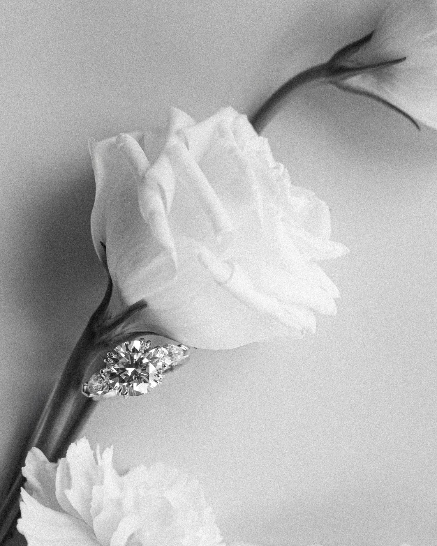 Black and white photo of a diamond engagement ring resting on a white rose stem with soft floral background.