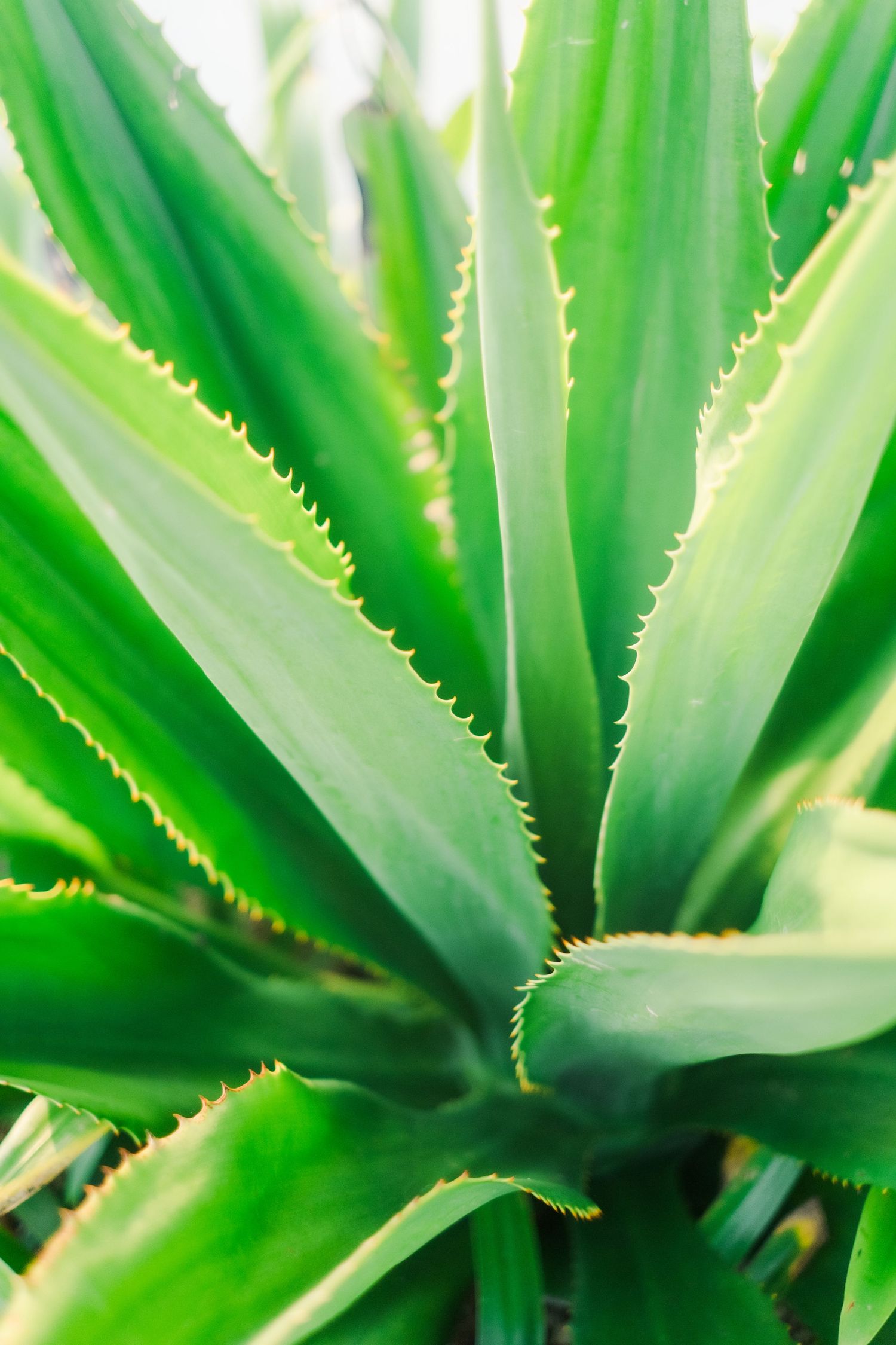 Close-up of vibrant green aloe vera plant with serrated leaf edges radiating outward in natural sunlight.