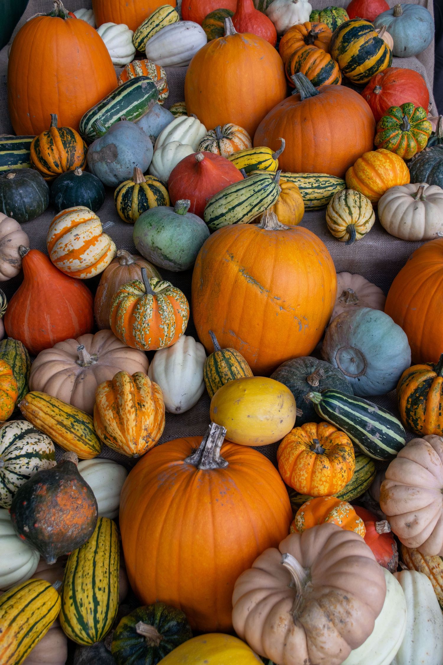 Vibrant mix of a variety of pumpkins on a display shelf, autumn photography Kent
