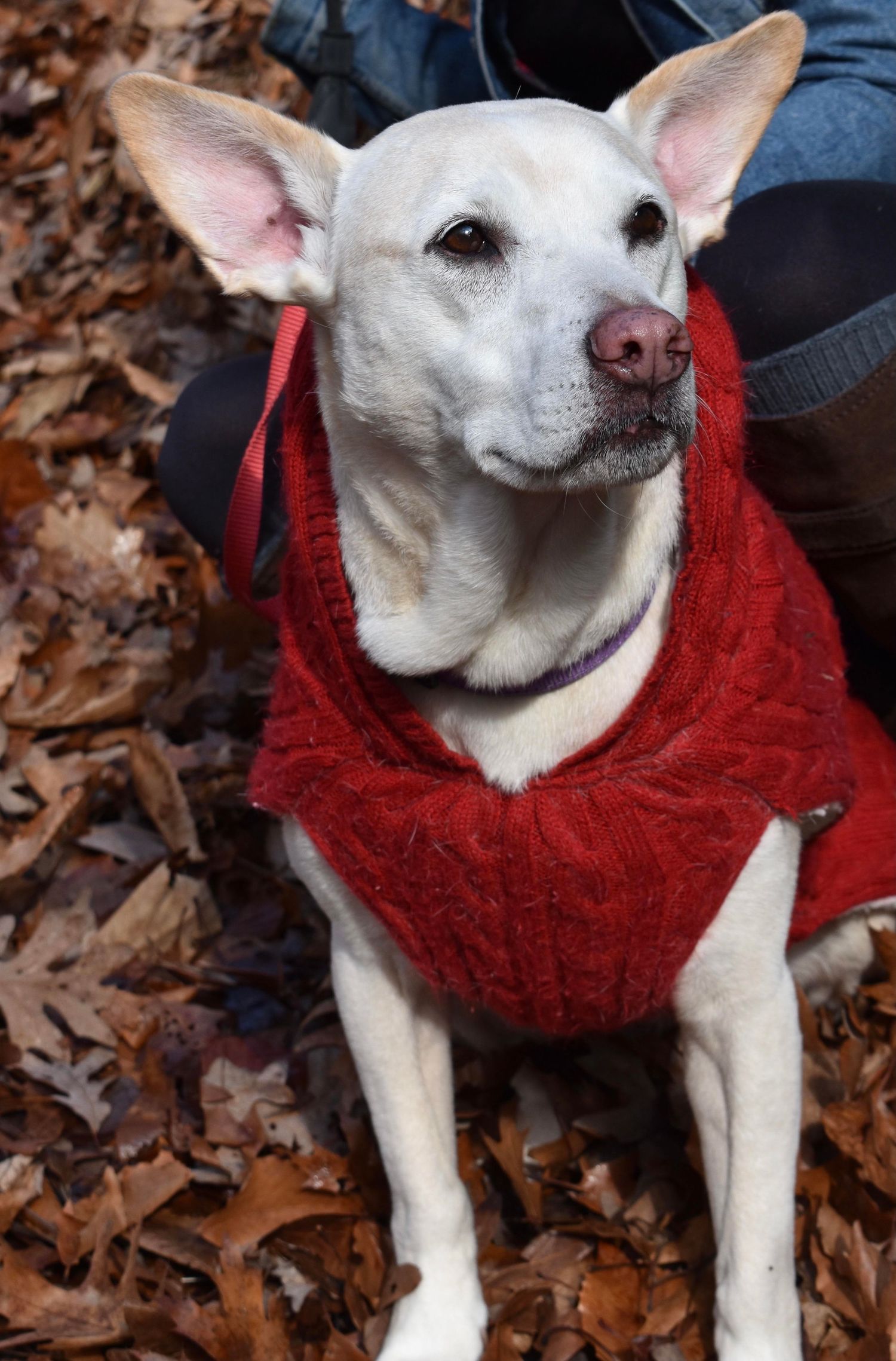 White dog wearing a red knit sweater sits among autumn leaves in a fall outdoor setting.