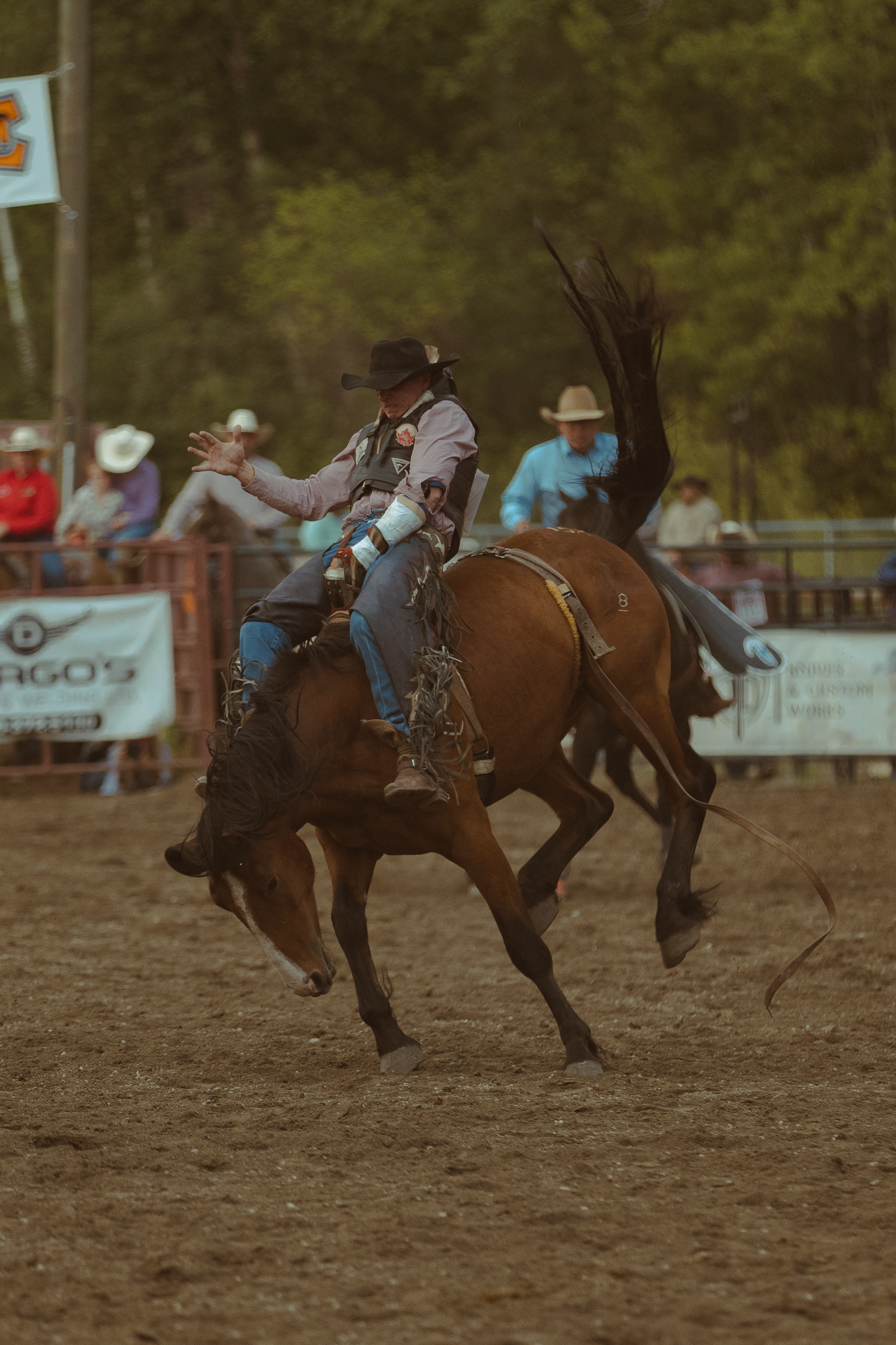 Rodeo cowboy in black hat struggles to stay atop a bucking brown horse during a bronc riding event.
