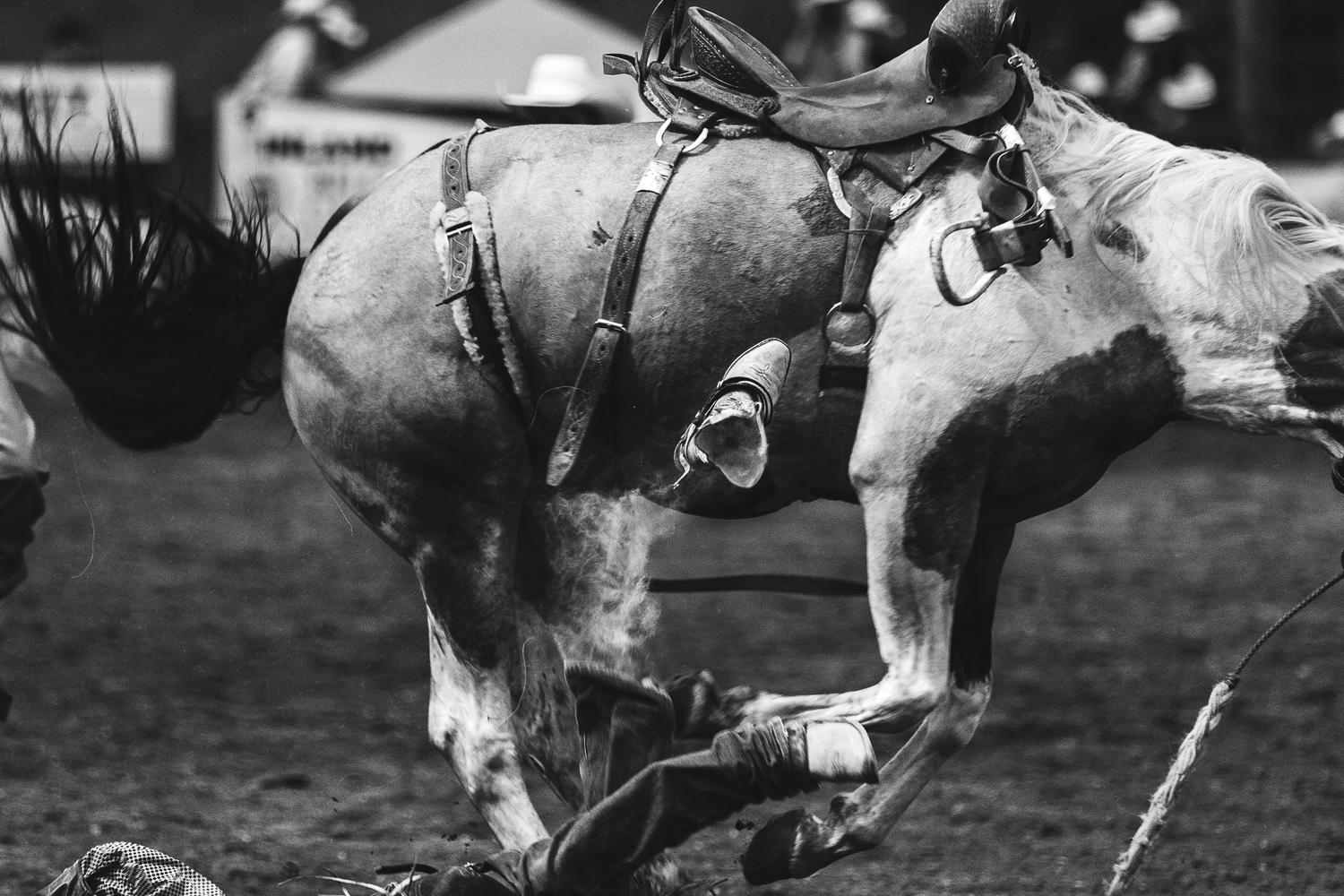 Black and white close-up of bucking horse with saddle and stirrups at rodeo.