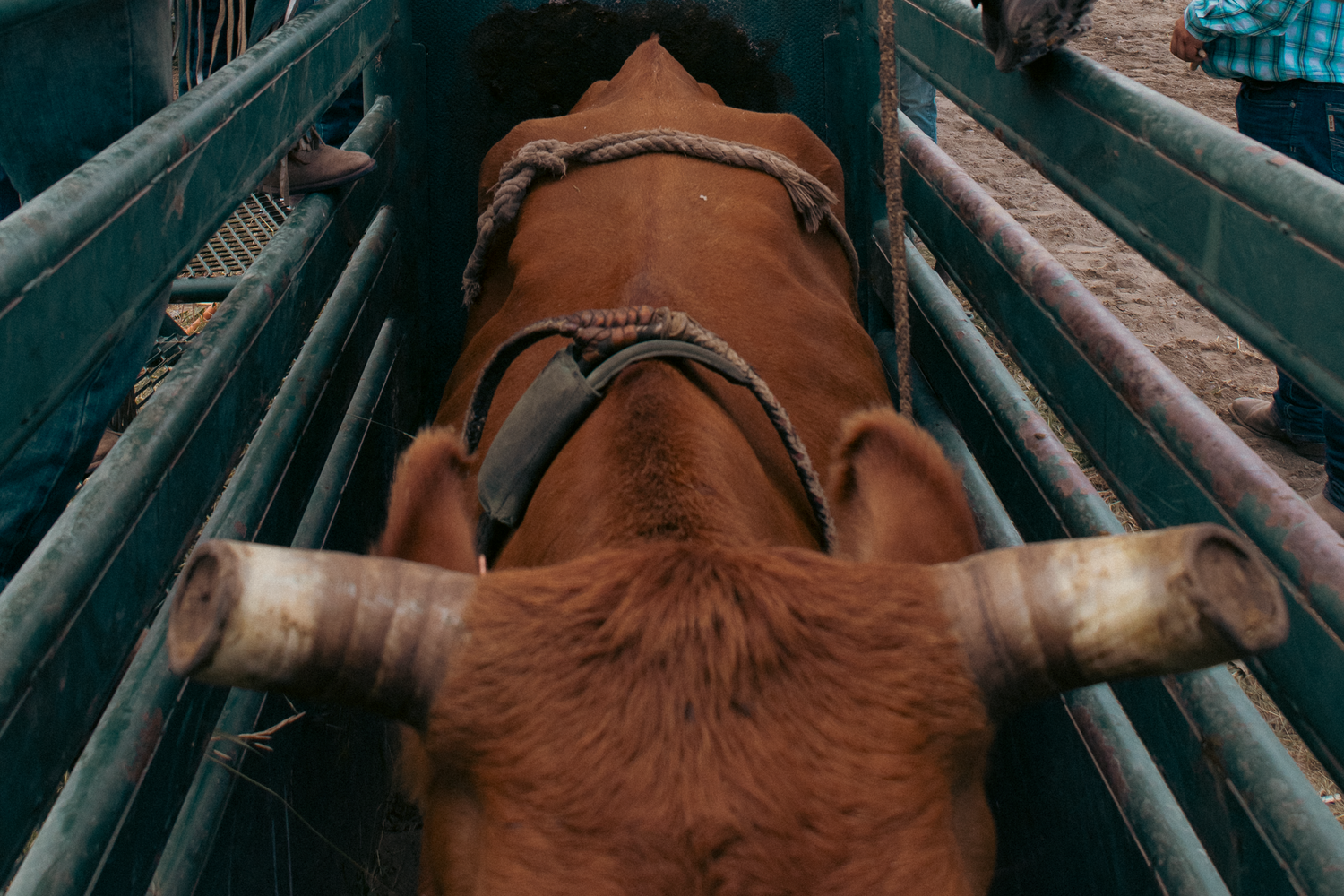 Brown bull with large horns secured in a metal livestock chute, viewed from above at a rodeo.