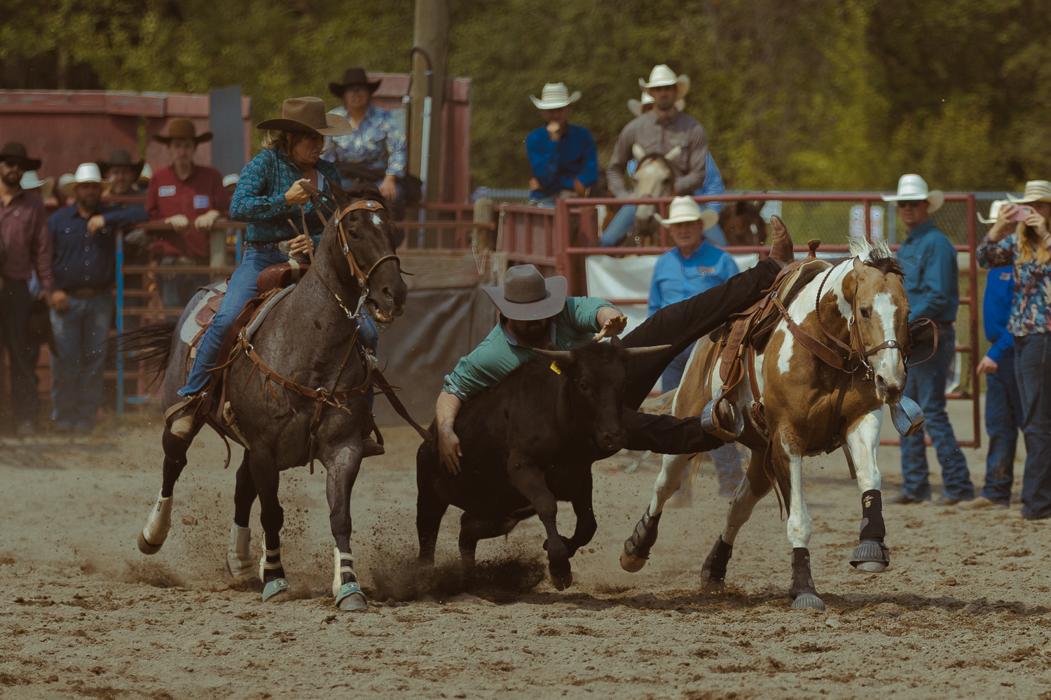 Cowboys on horseback wrestling steer to ground at outdoor rodeo competition.