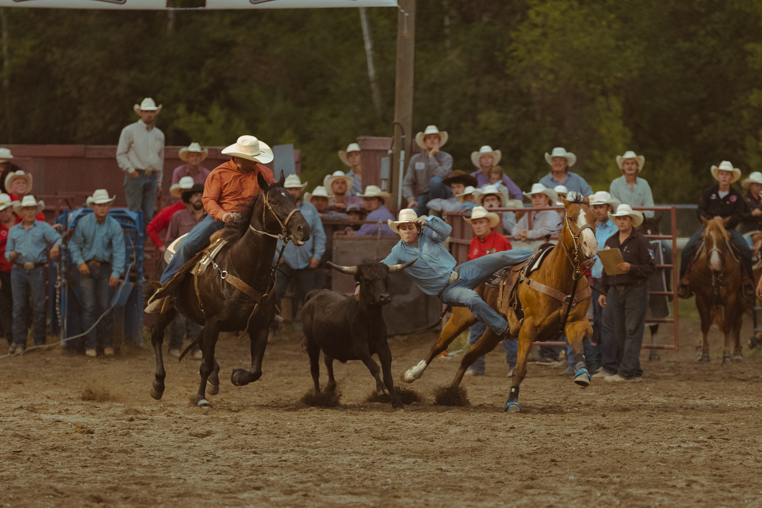 A steer wrestling cowboy in red flannel takes down a calf at a competitive rodeo event.