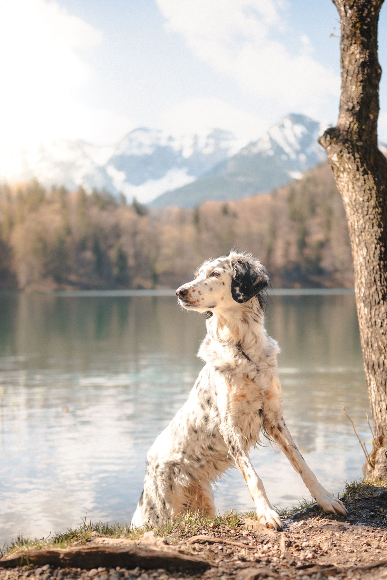 Hund am See im Allgäu Berge