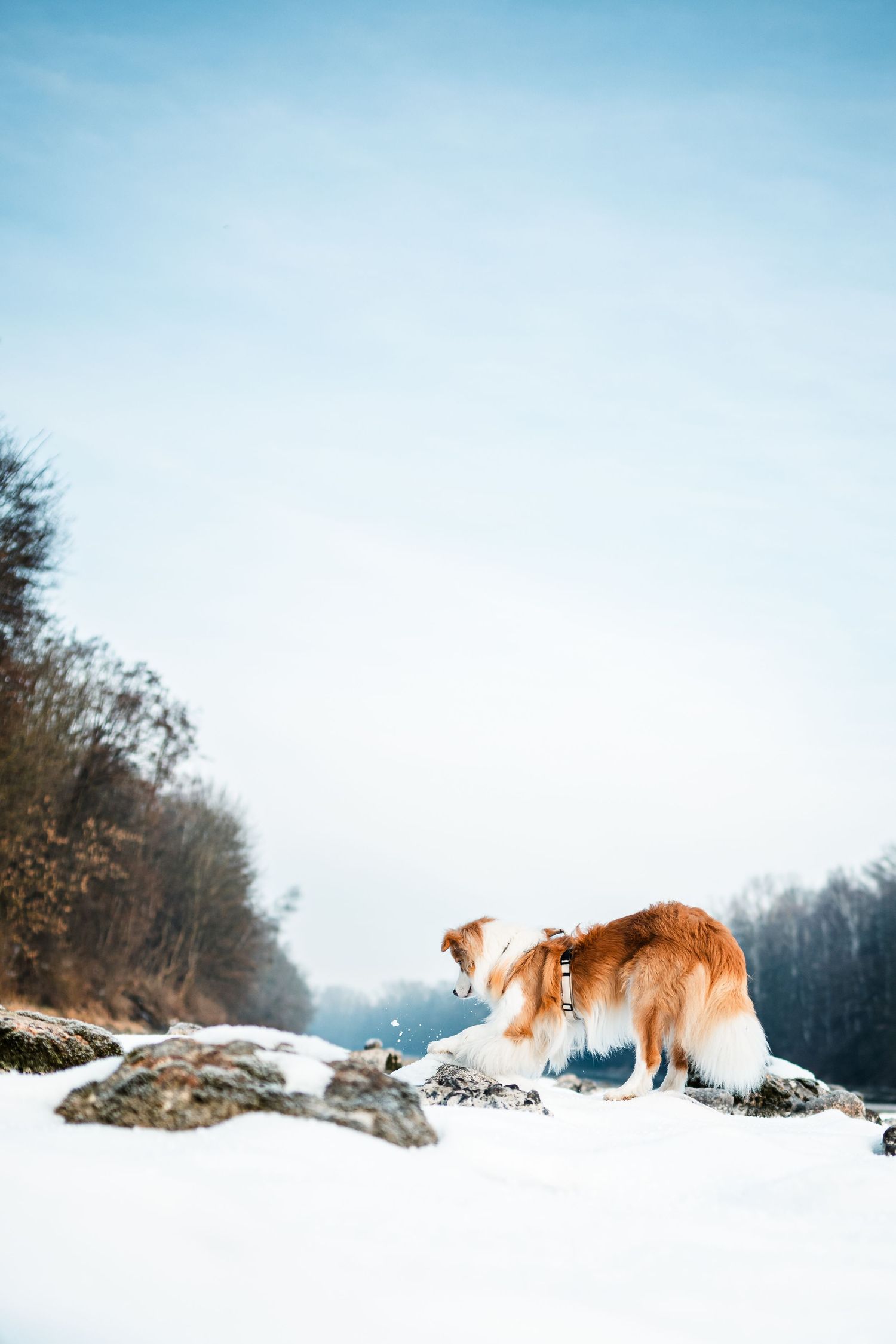 hund spielt im Schnee