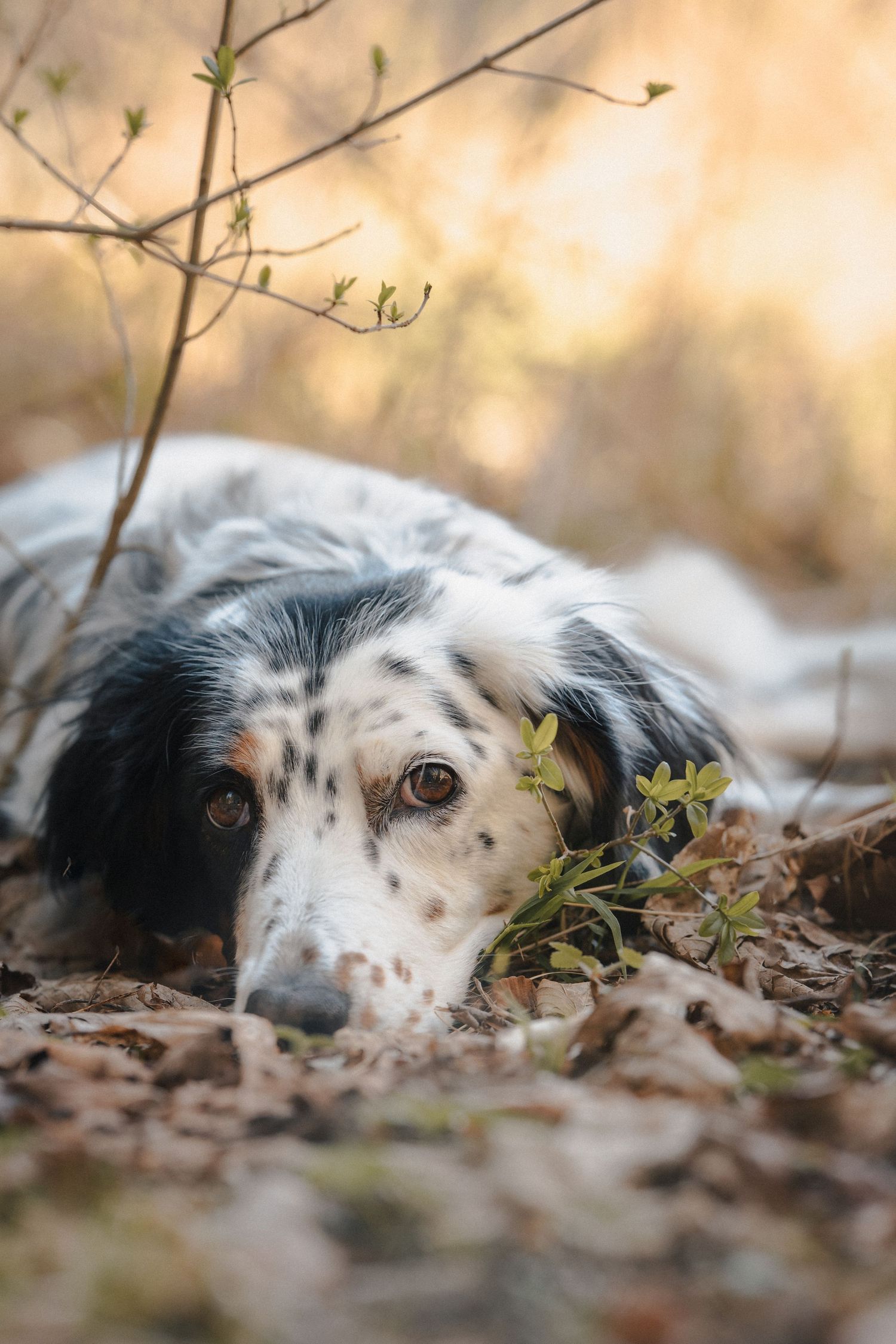 hund legt den kopf ab Wald