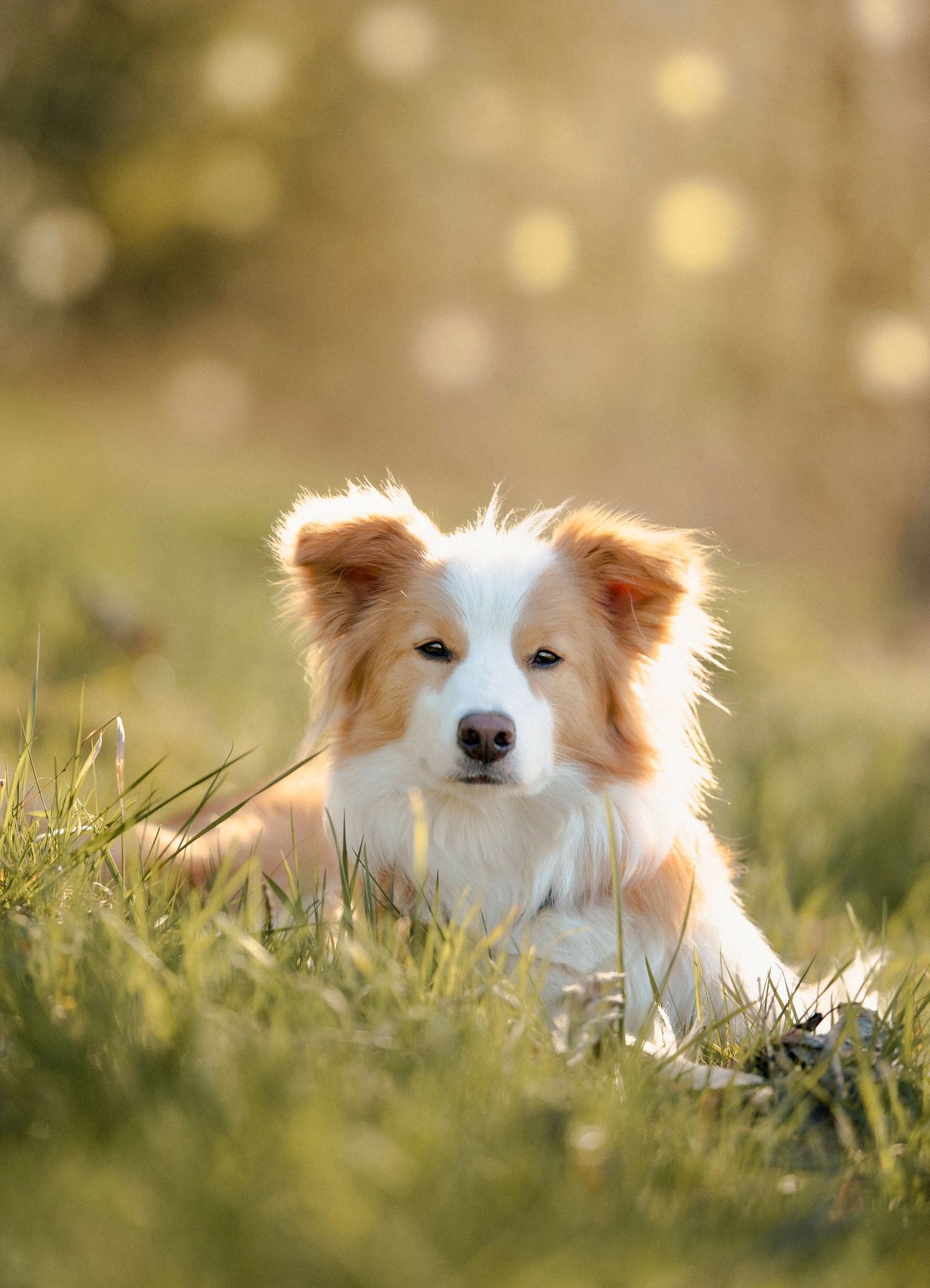 Roter Border Collie auf einer Wiese, Fellfreunde, Hundefotografie, professionelle Hundefotos, Shooting, Augsburg, Outdoor, Natur
