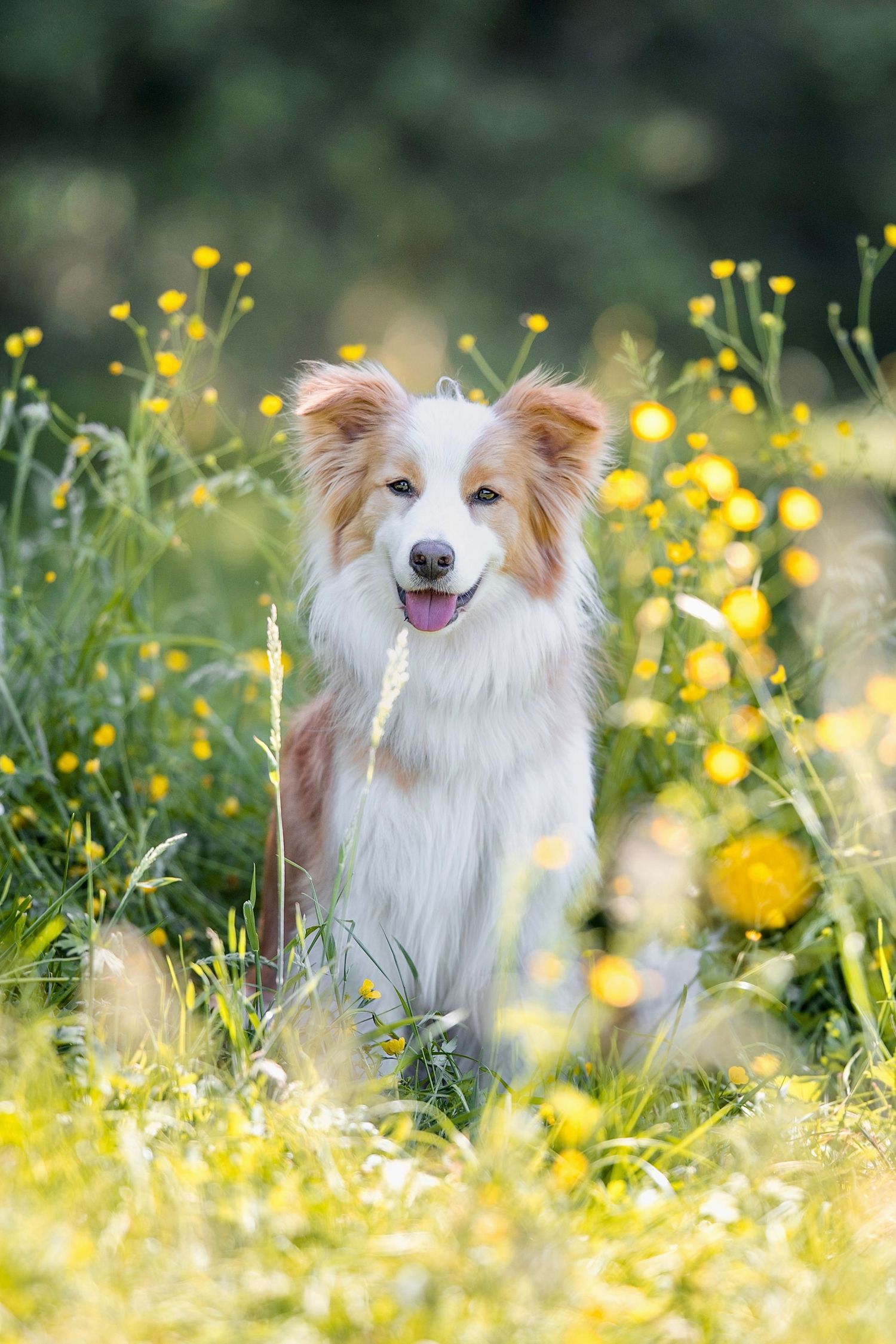 Border Collie auf Wiese zwischen Blüten