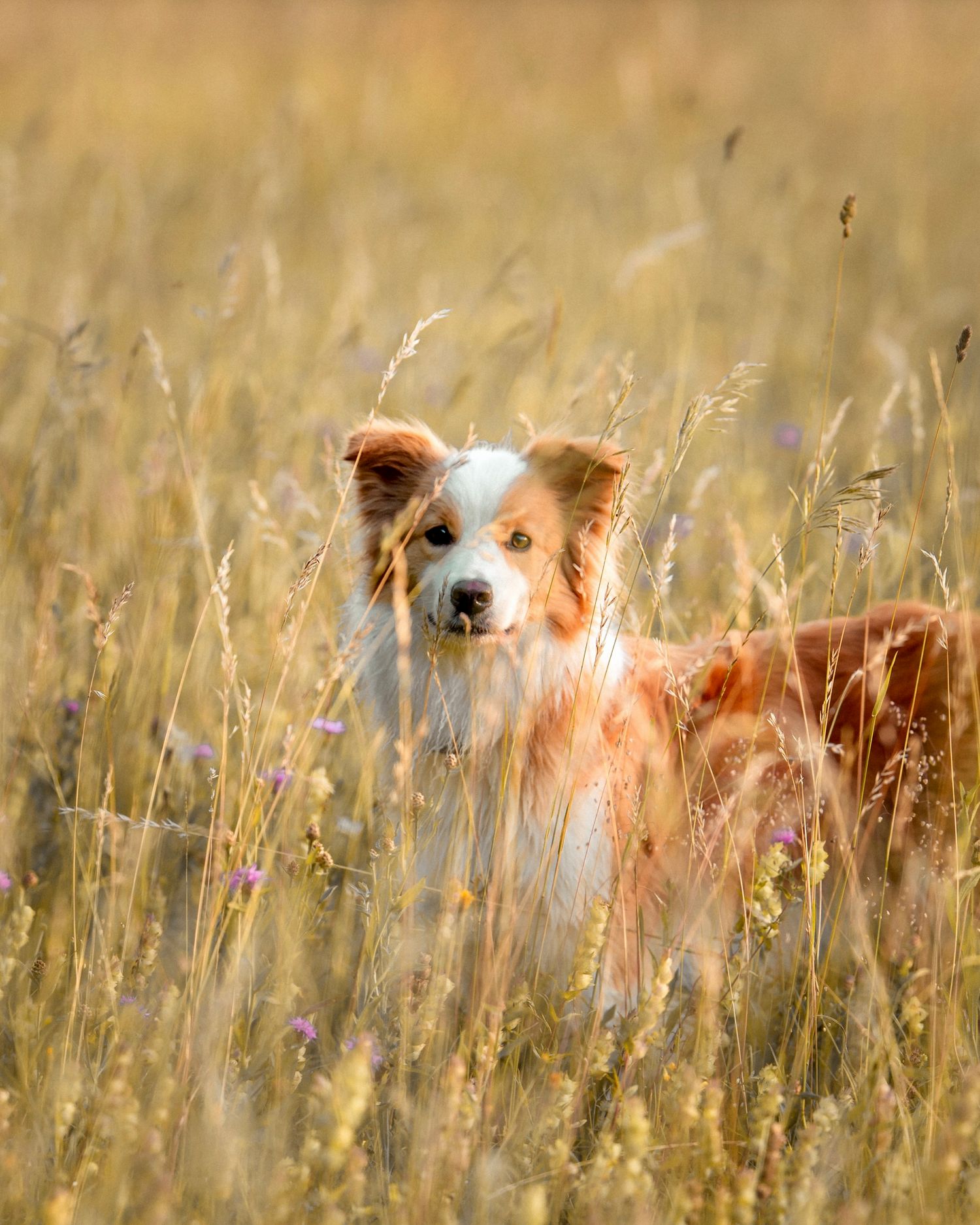 Hund im Feld