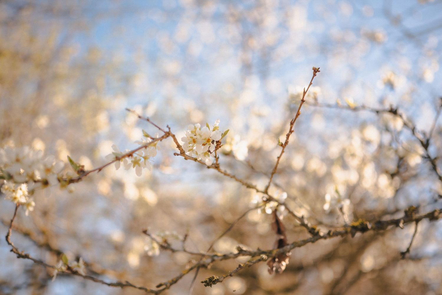 Baum, Blüte, Spring