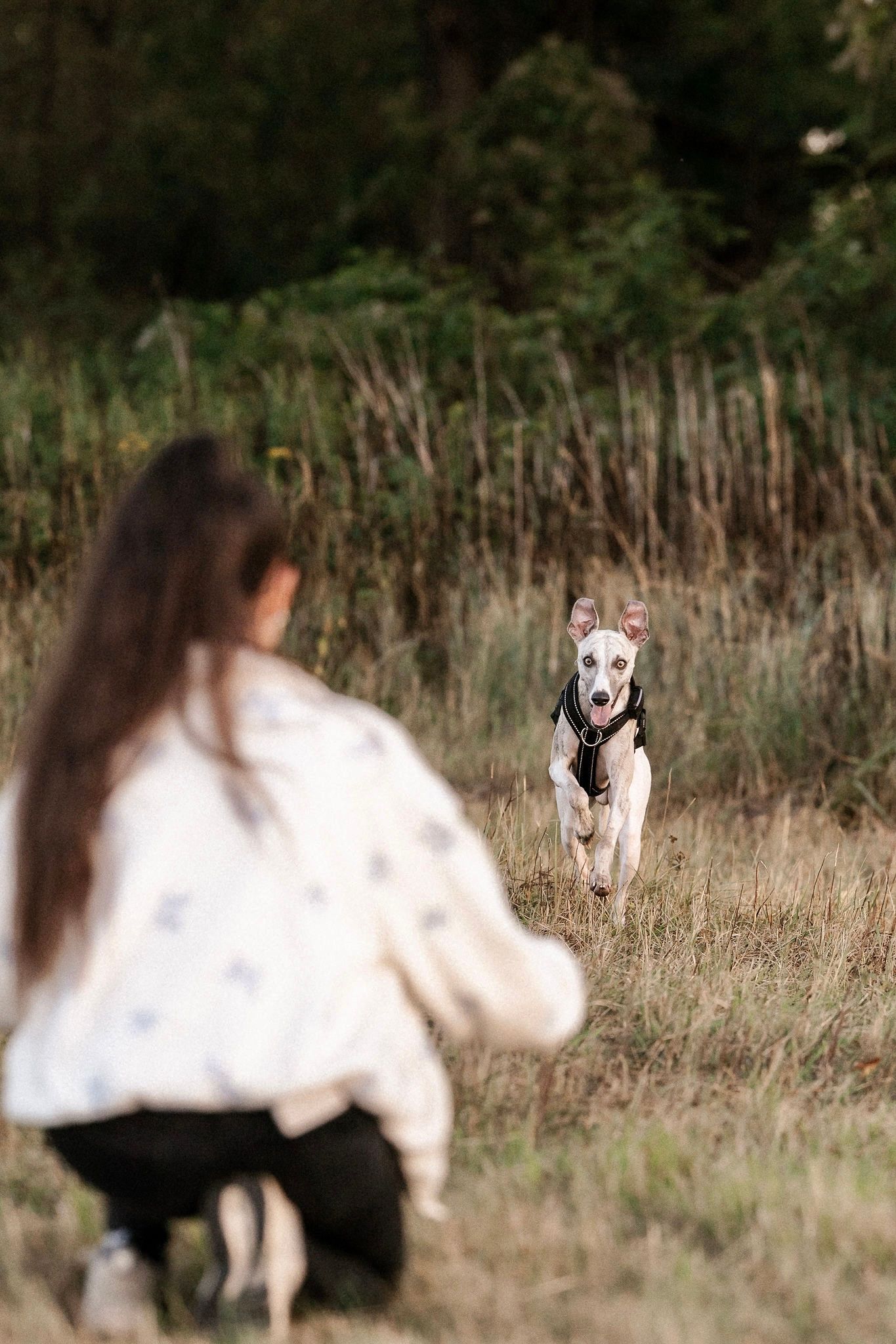 Hundefotoshooting im Wald auf einer Wiese in Augsburg mit Frauchen Windhund