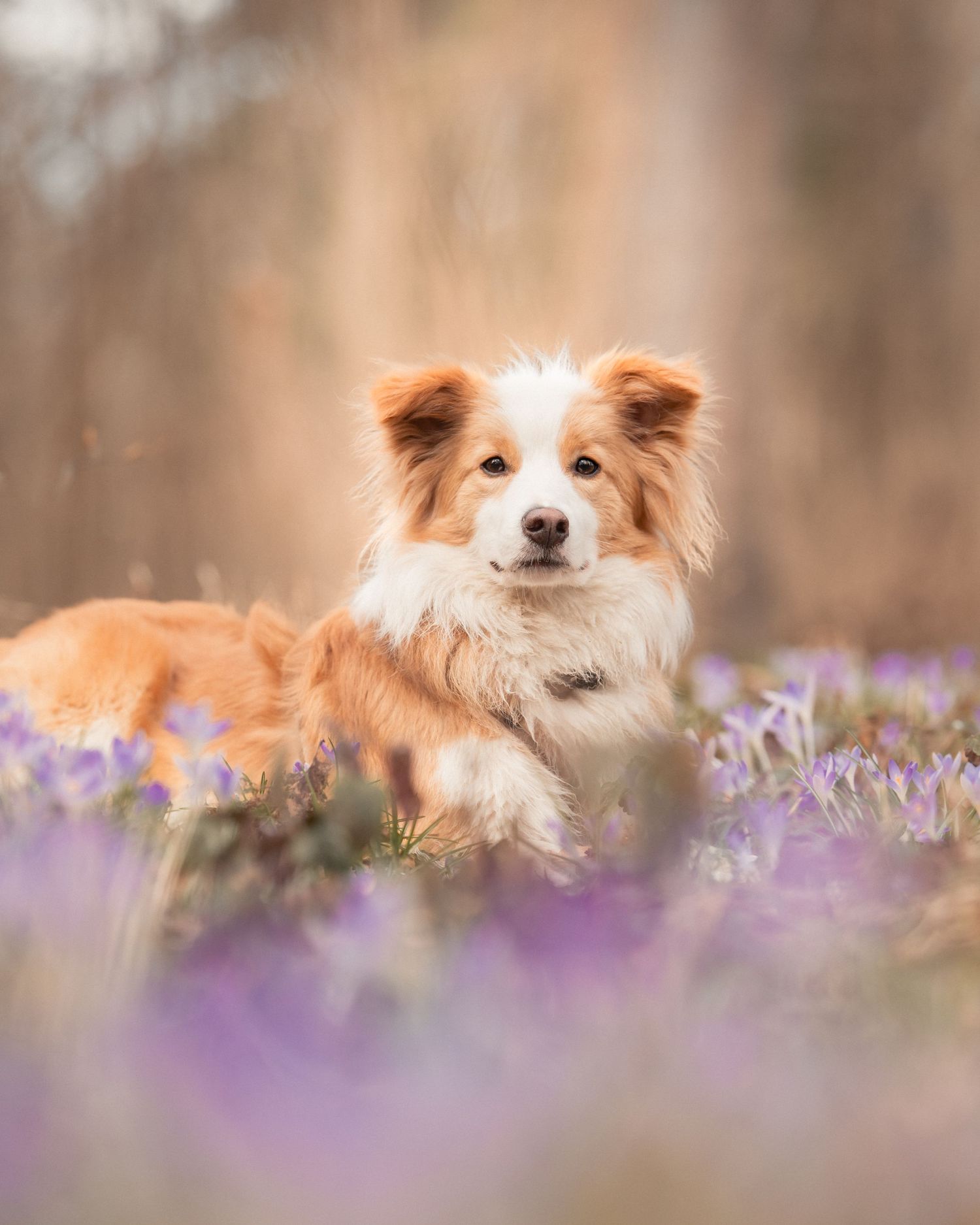 Roter Border Collie in einem Feld aus Krokussen Fellfreunde, Hundefotografie, professionelle Hundefotos, Shooting, Augsburg, Junghund, Welpe