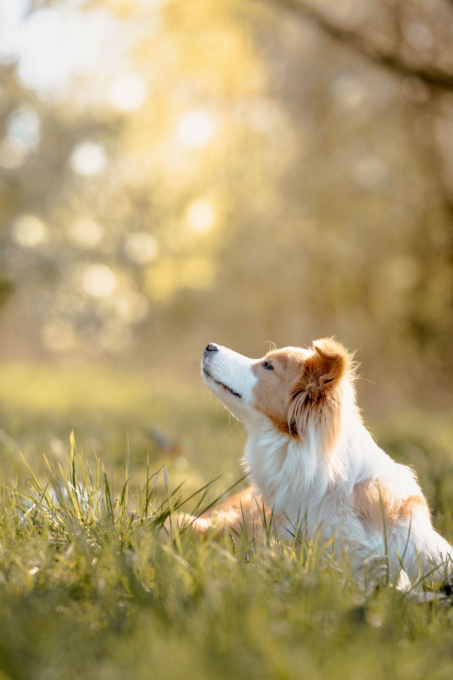 Roter Border Collie auf einer Wiese, Fellfreunde, Hundefotografie, professionelle Hundefotos, Shooting, Augsburg, Outdoor, Natur