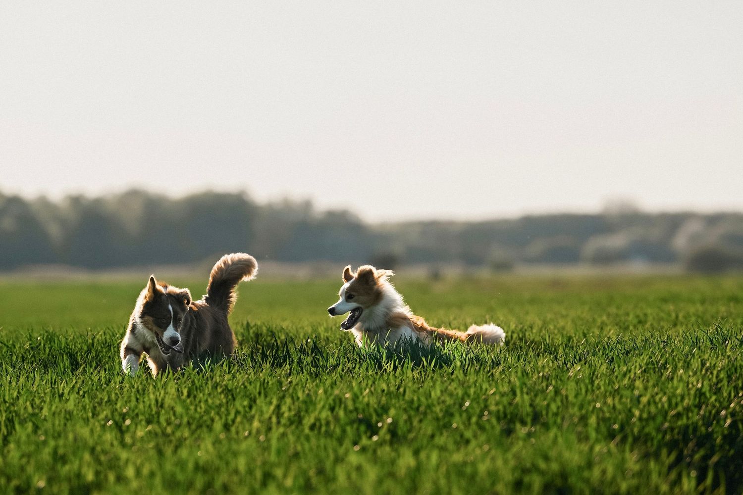 Hunde spielen im gras