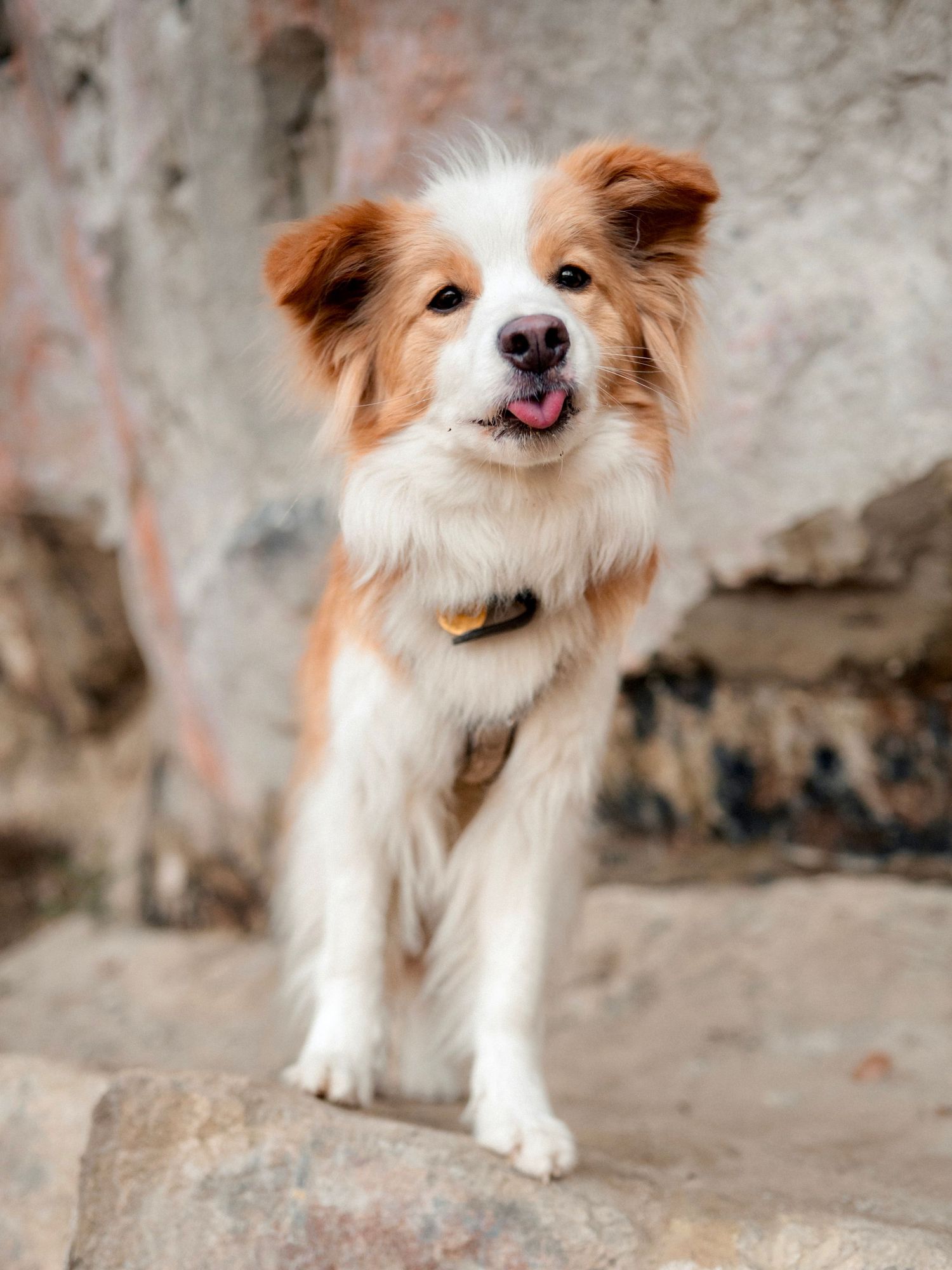 Roter Border Collie im Allgäu, Wandern, Berge,  Fellfreunde, Hundefotografie, professionelle Hundefotos, Shooting, Augsburg, Outdoor, Natur
