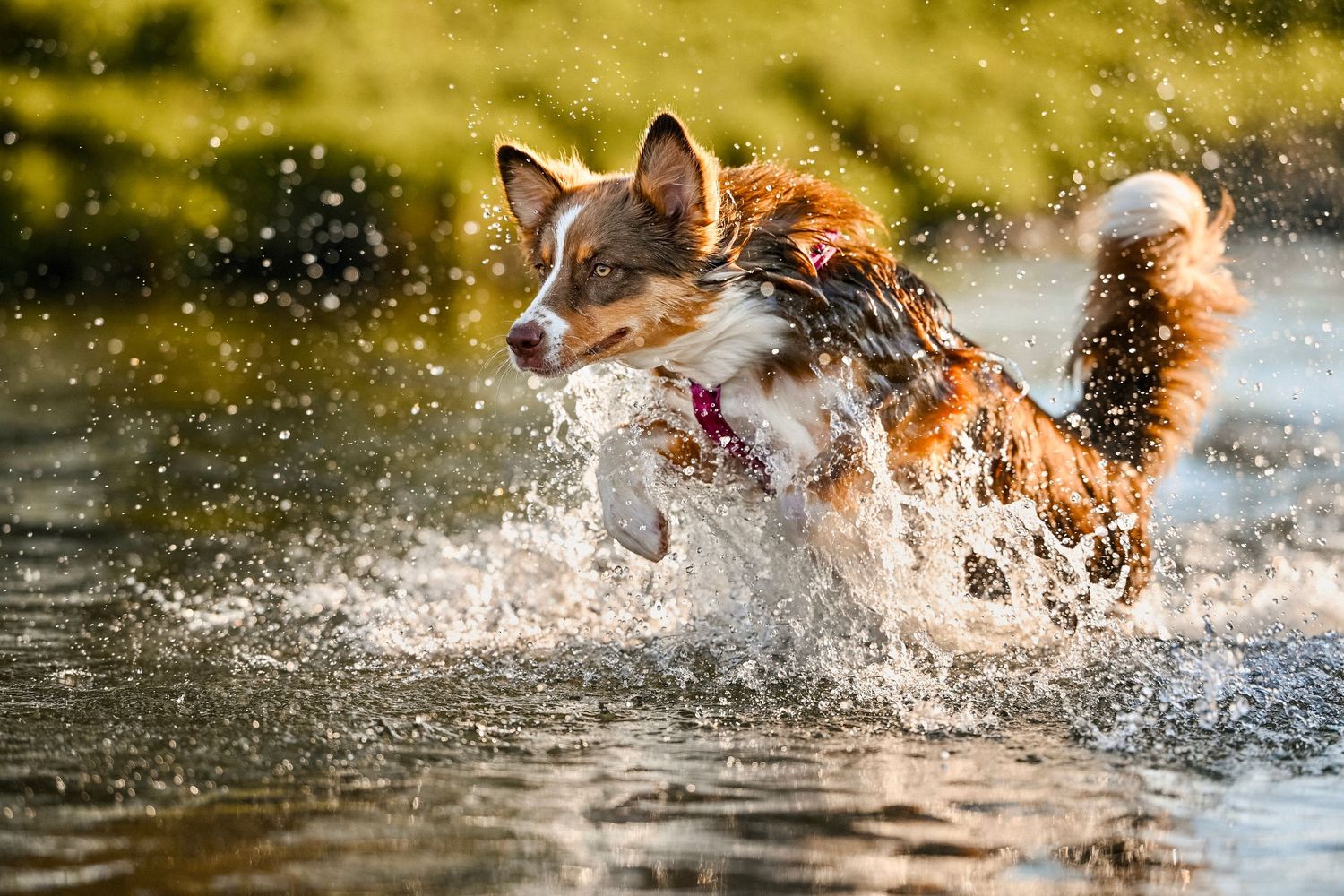australian shepherd springt im Wasser action