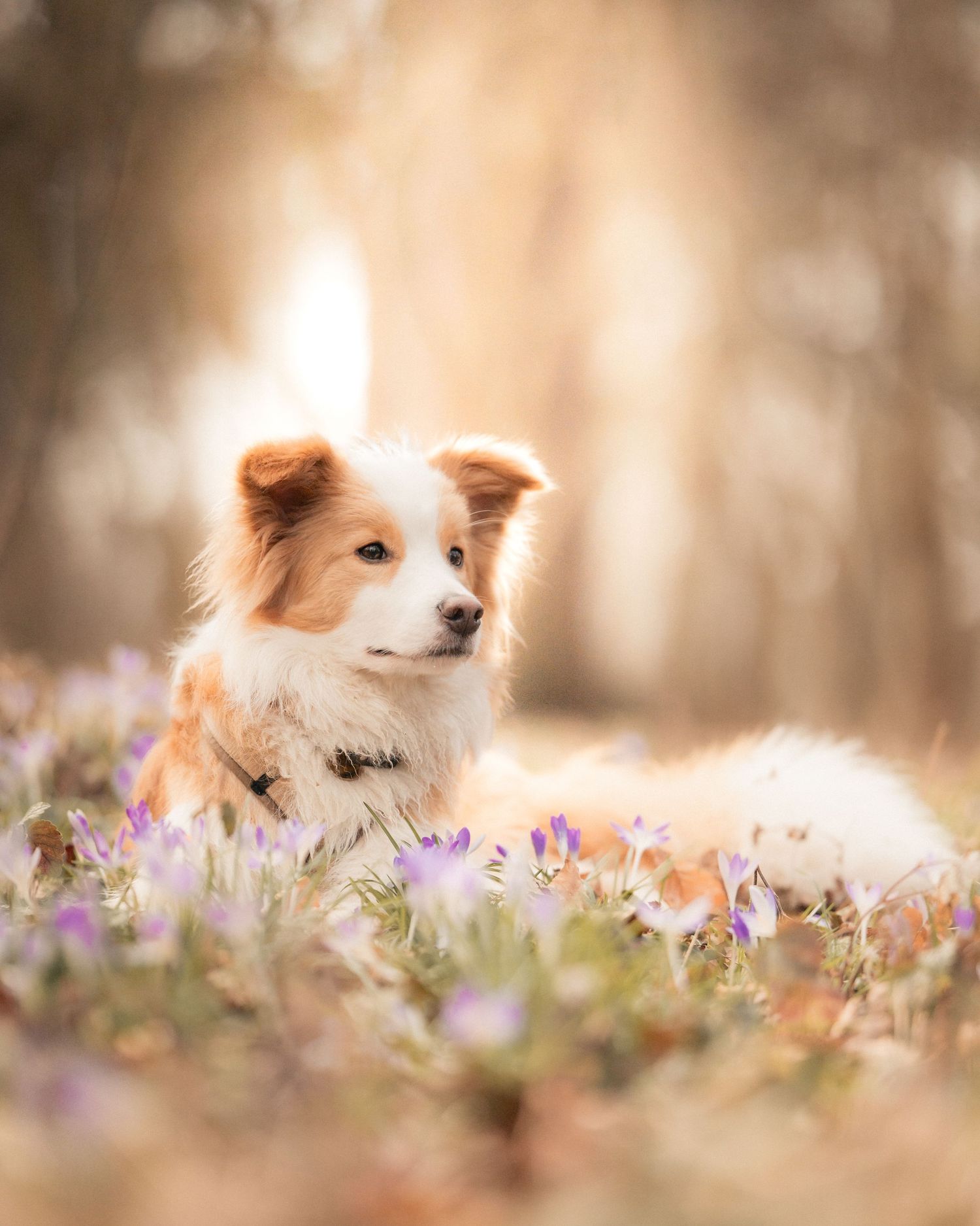 border collie krokus frühling