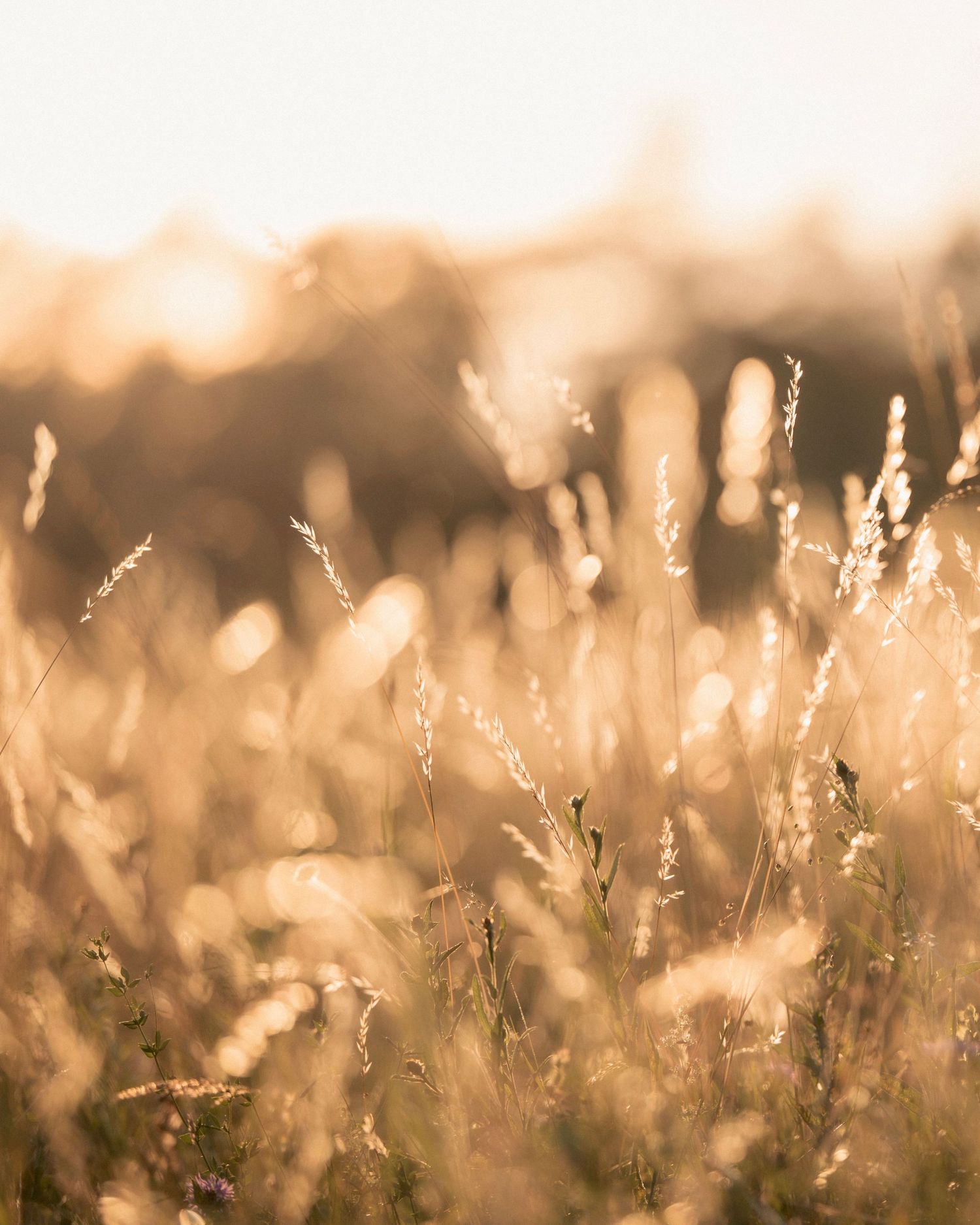 Wiese, Feld, Natur