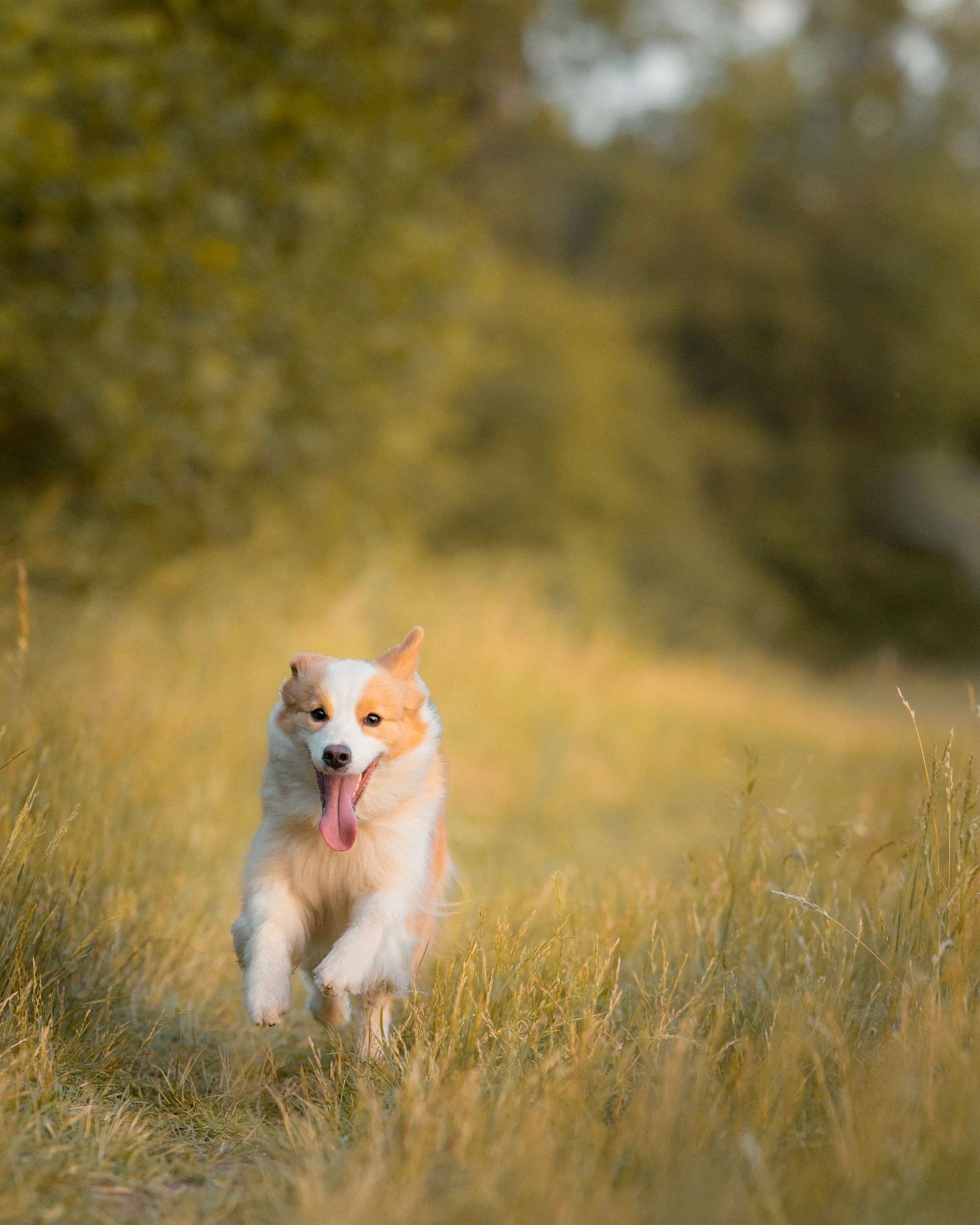 Hund rennt