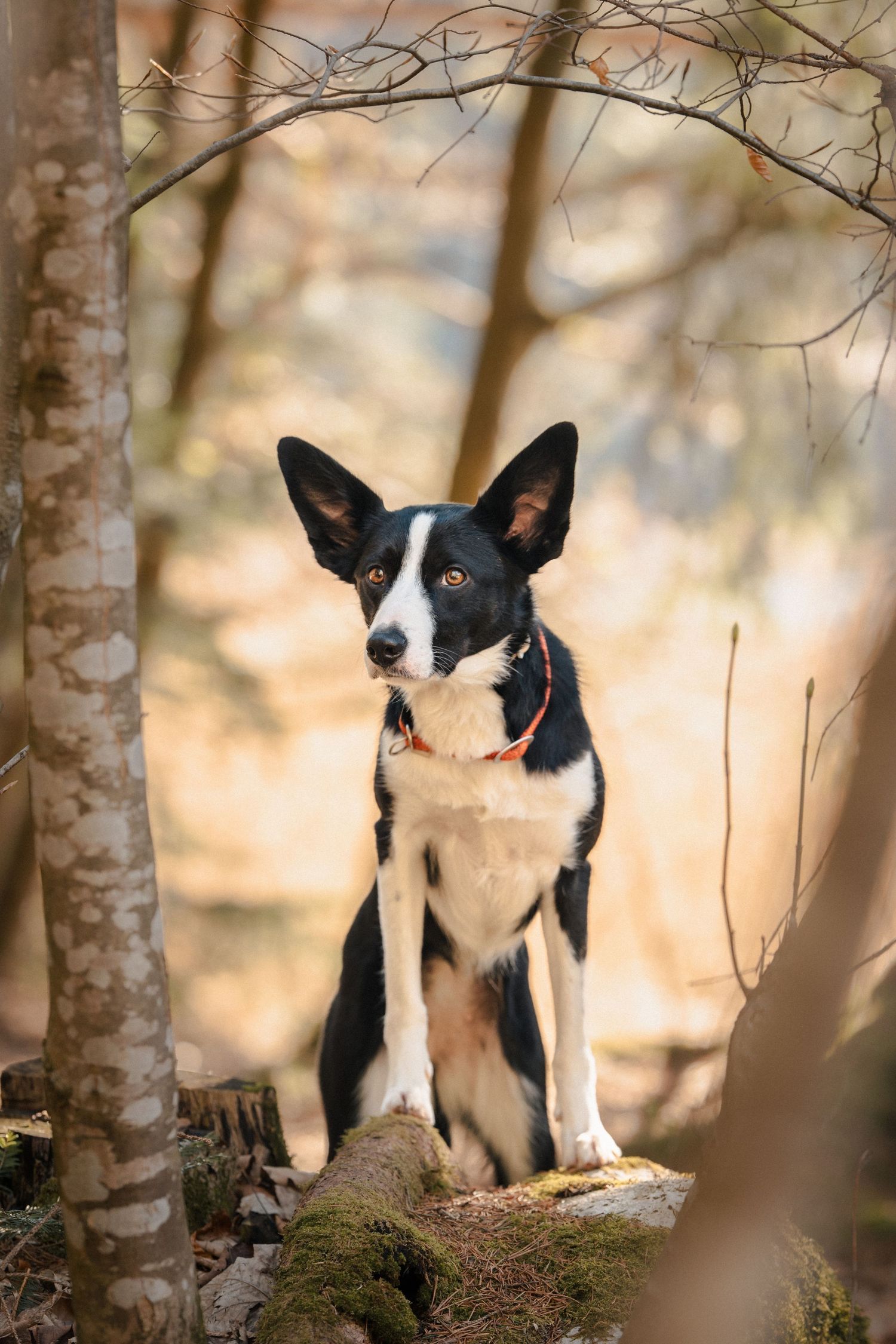 Border Collie im Wald