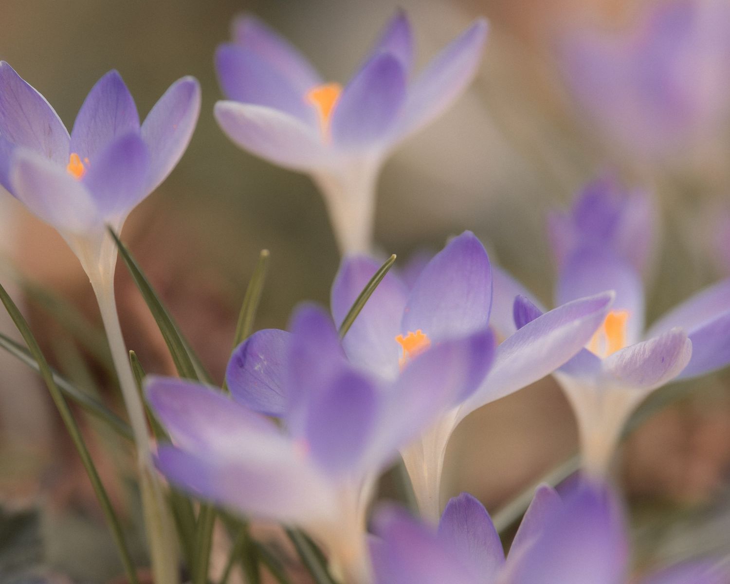krokus
