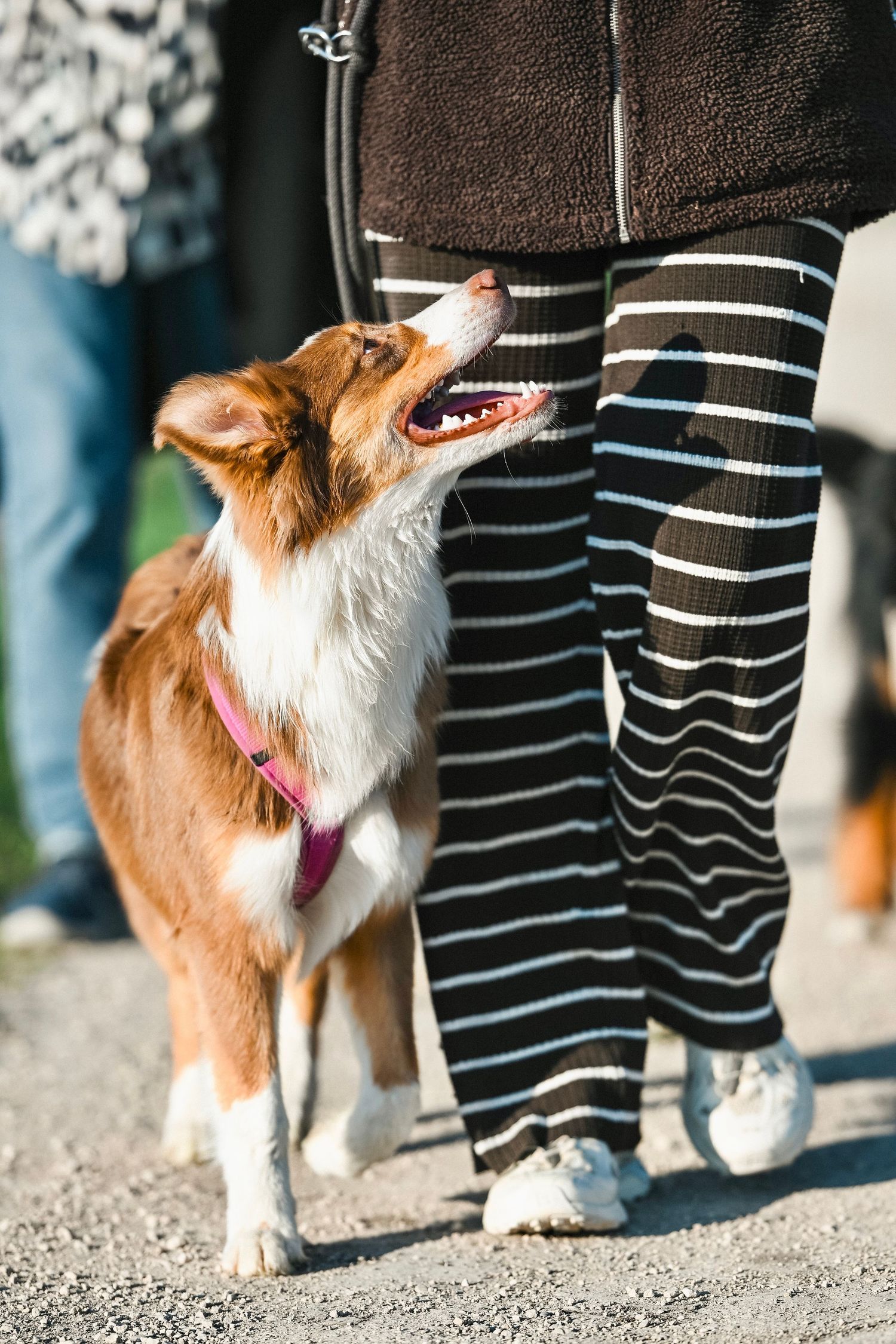 Hund läuft bei Fuß, Australian Shepherd