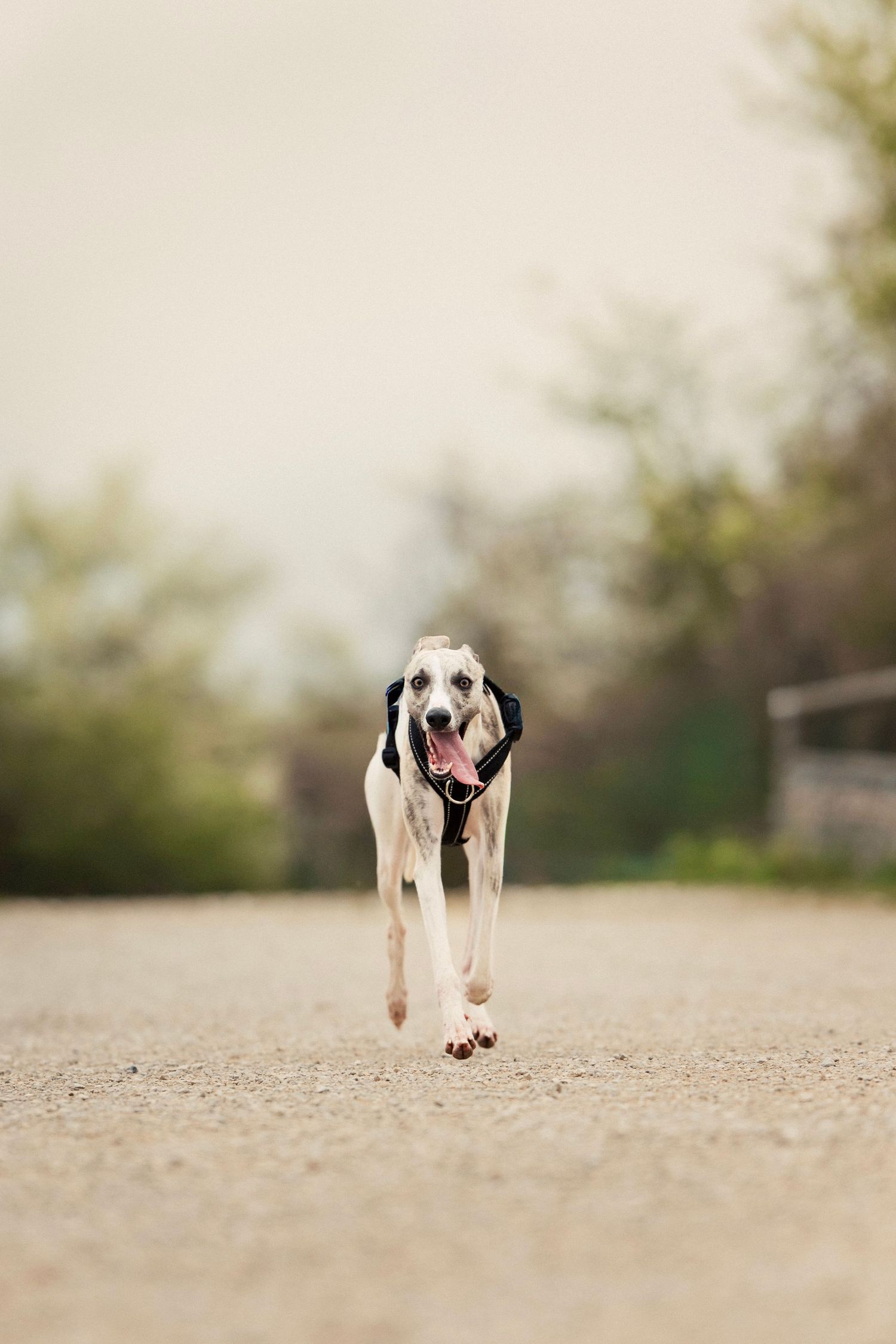 Windhund rennt in Natur, Gersthofen, Walk