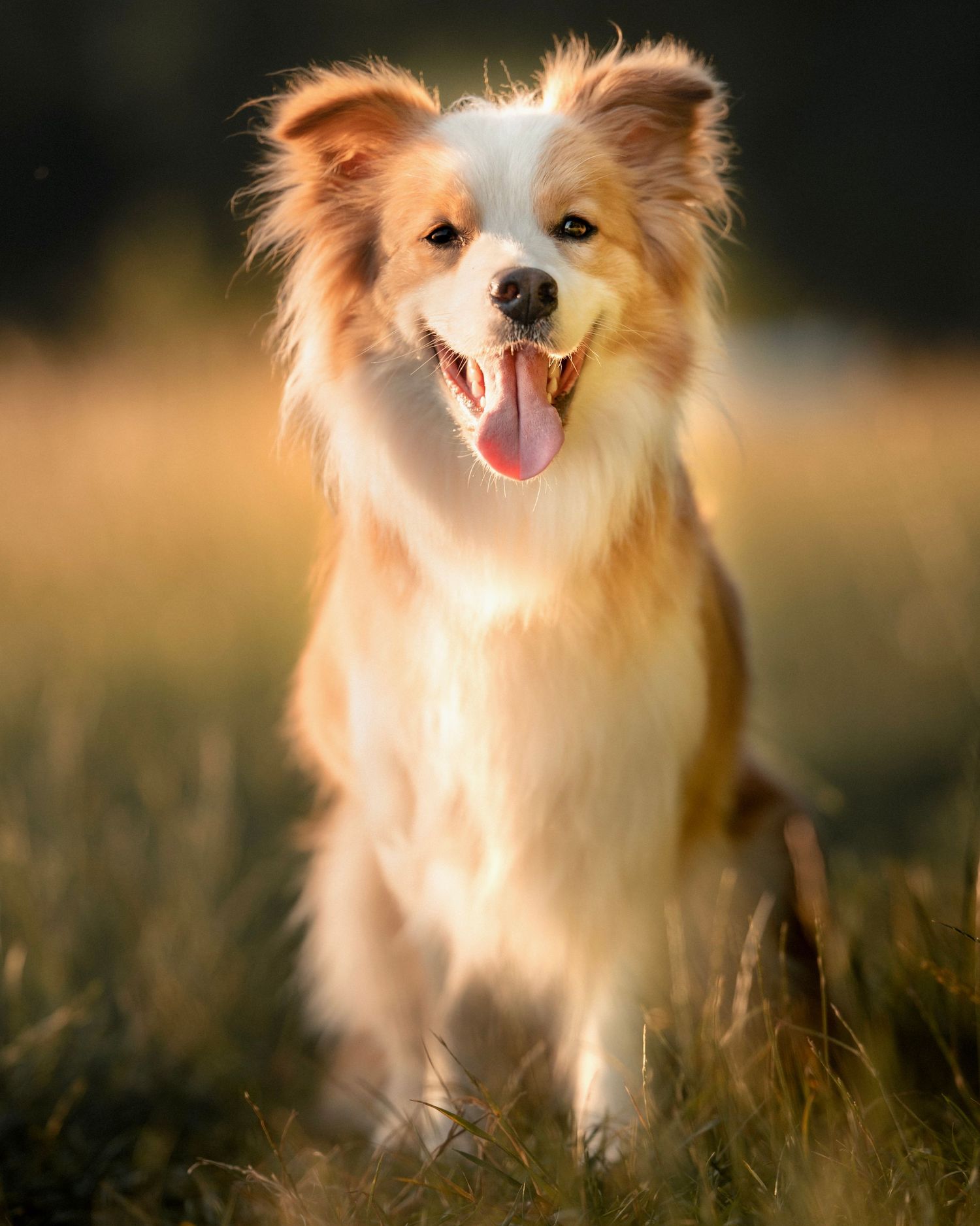 Border Collie, Portrait, Hundefotografie