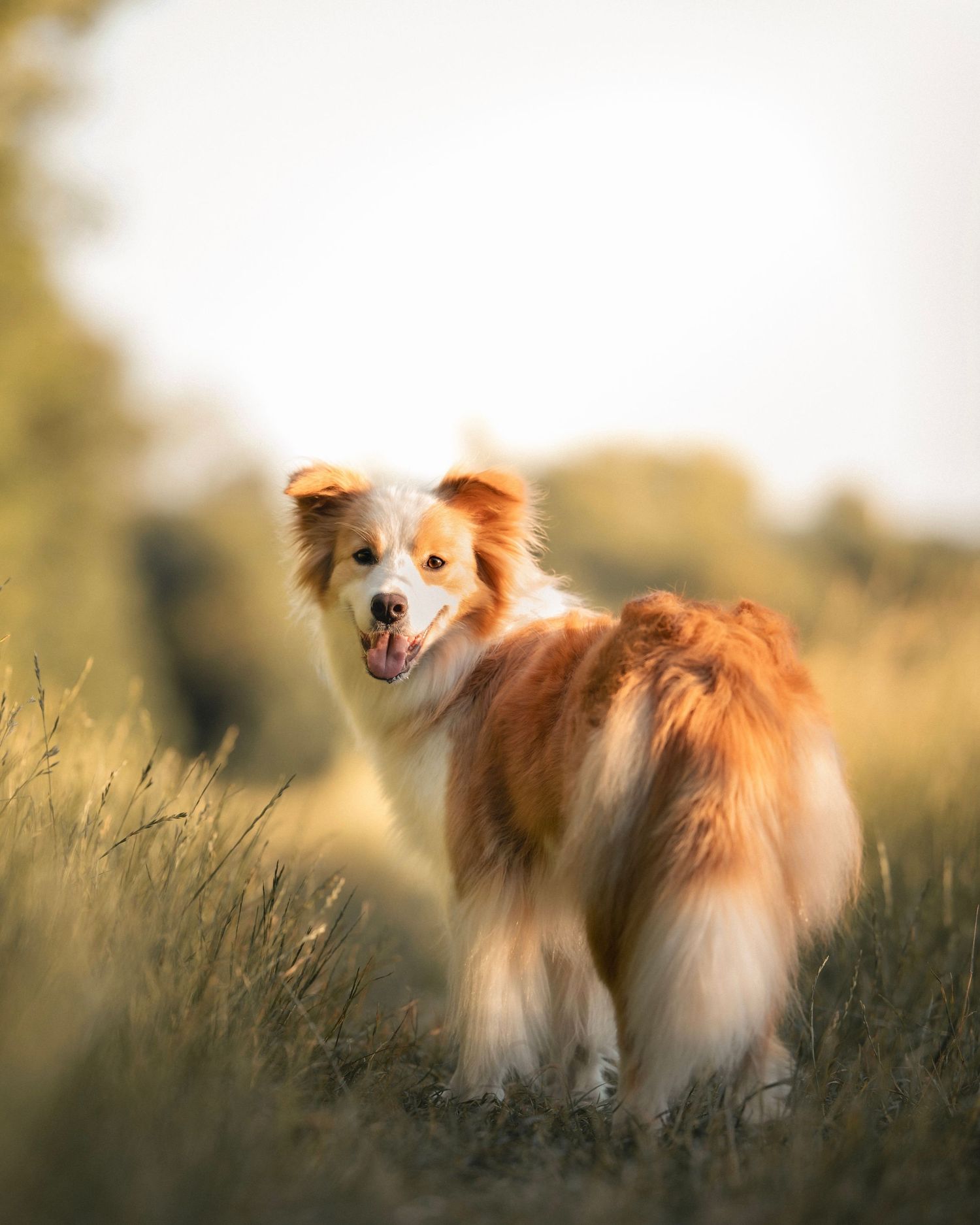 Border Collie