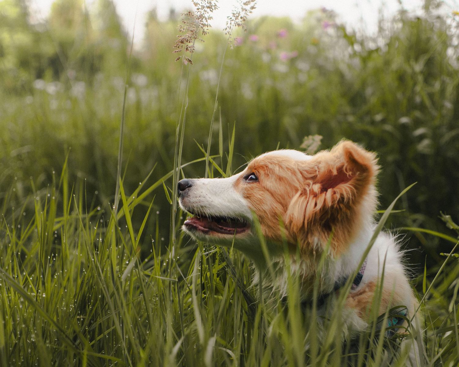 Hund auf einer Wiese