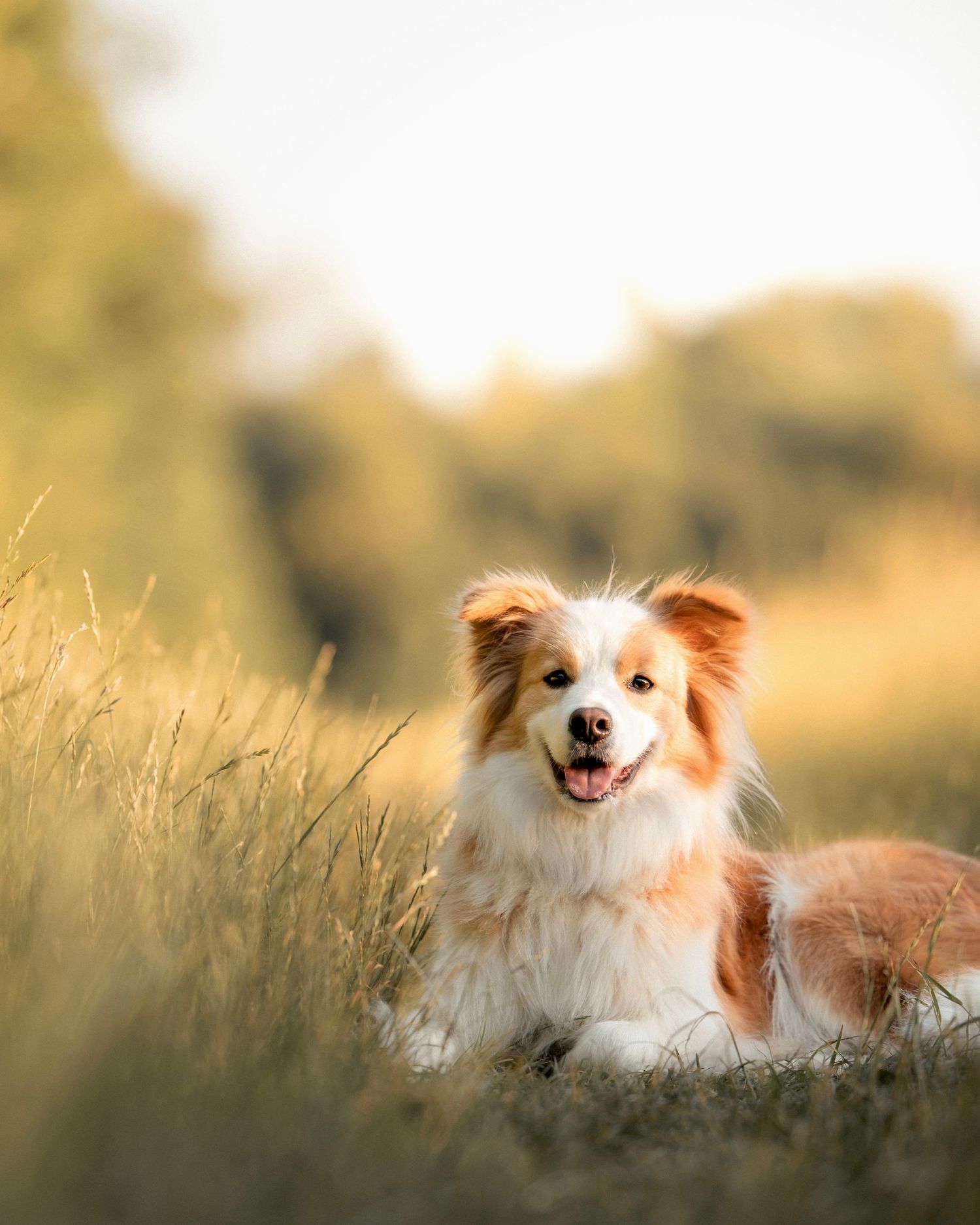 Hund Platz Feld Sonnenuntergang