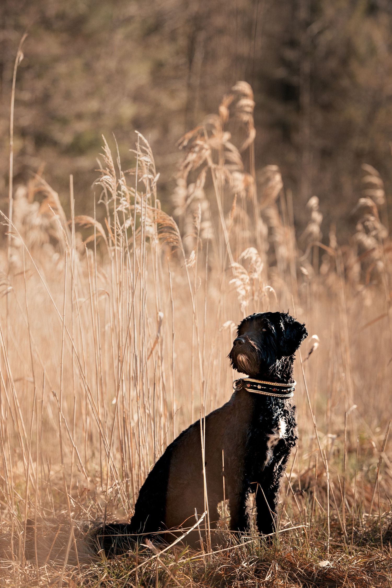 hund vor hohen Gräsern