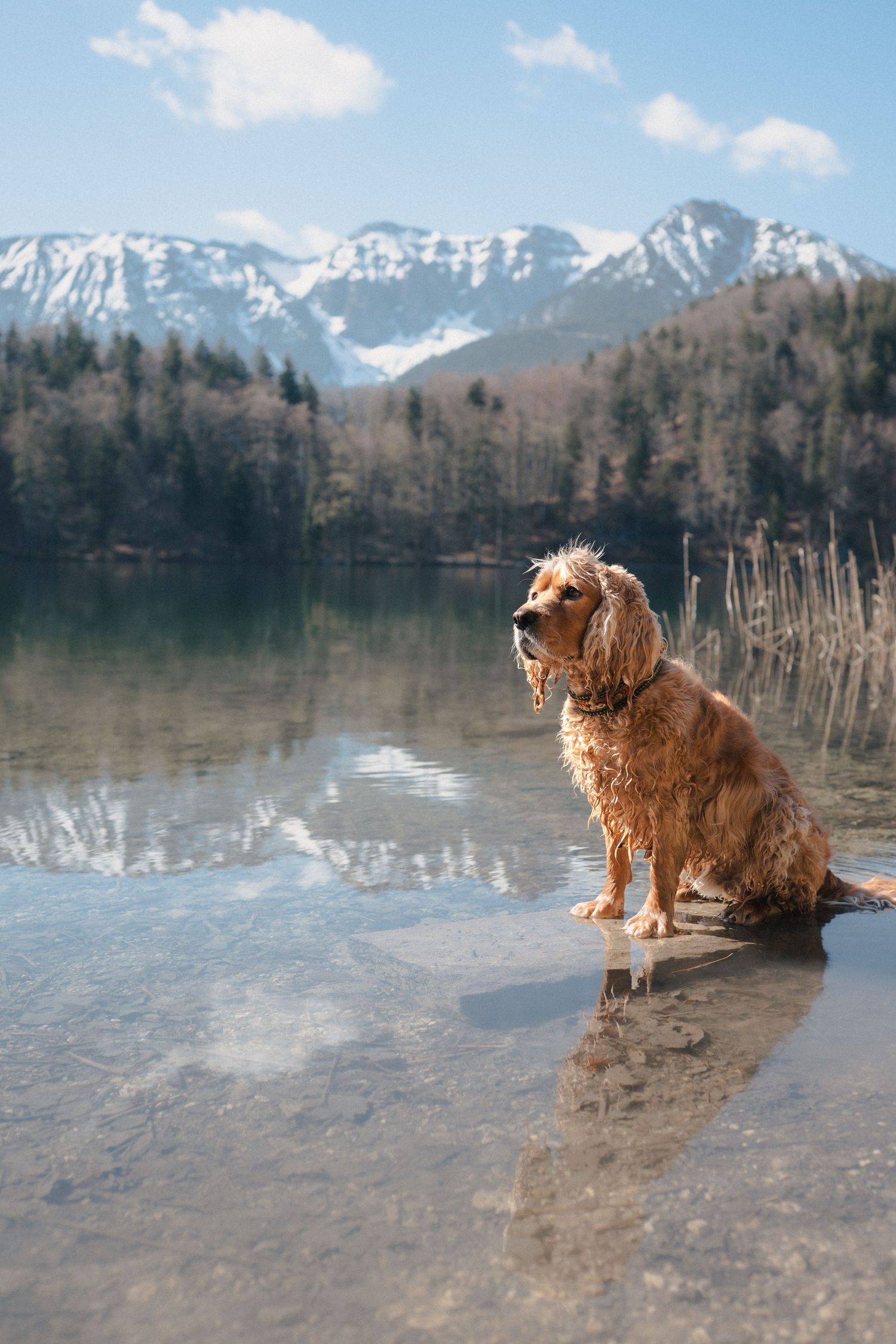 Allgäu, See, Hund, Cocker Spaniel, Wasser, baden, Berge