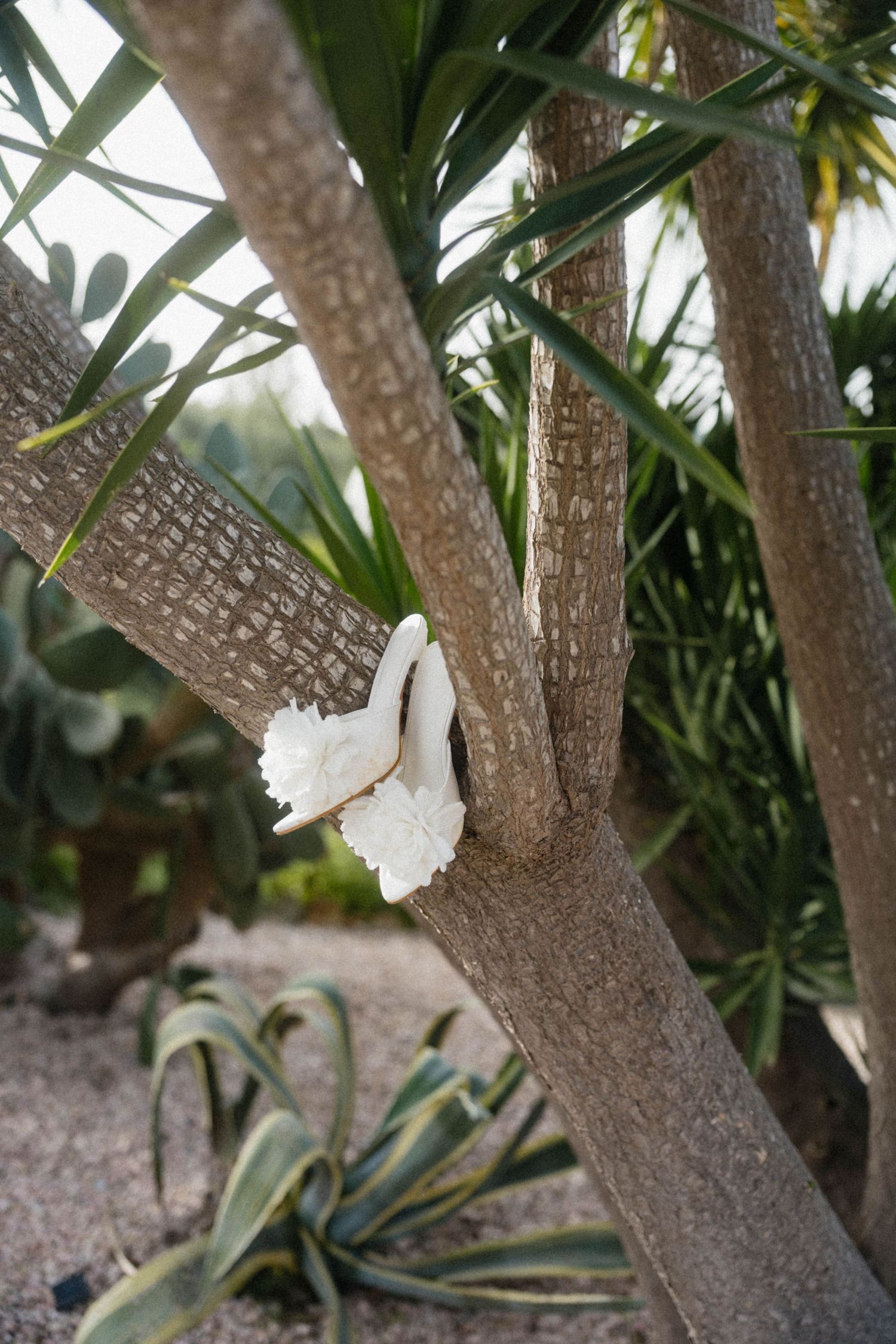 White bridal heels with floral details resting in the fork of a tropical tree surrounded by cacti.