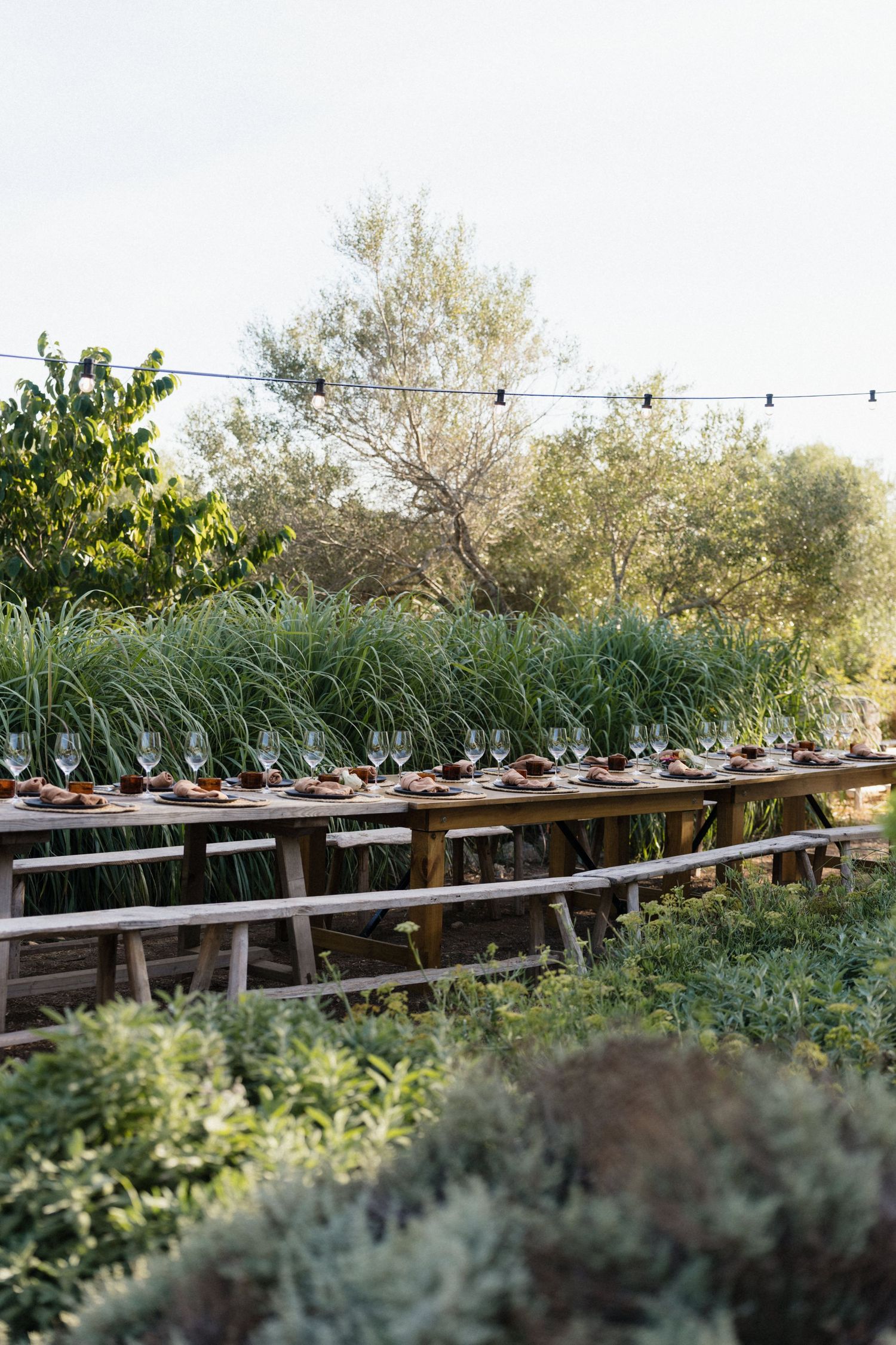 Long rustic wooden table set with wine glasses and plates outdoors, surrounded by olive trees and tall grasses under string lights.