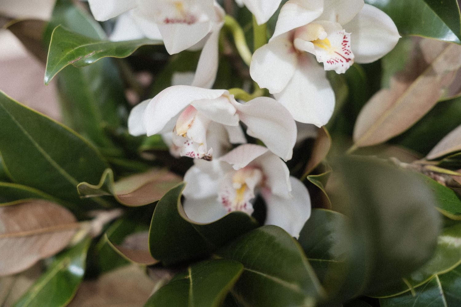 White orchid flowers blooming among green and brown leaves in a lush floral arrangement.