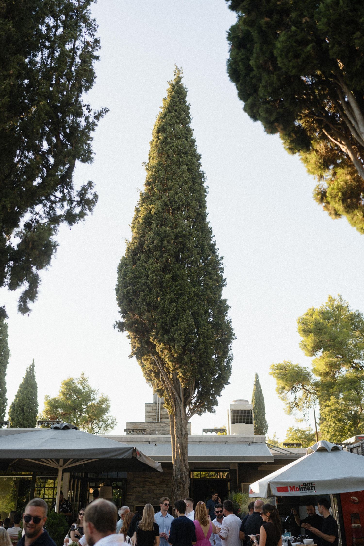Tall cypress tree towering above wedding reception guests gathered outdoors at golden hour in a Mediterranean setting.
