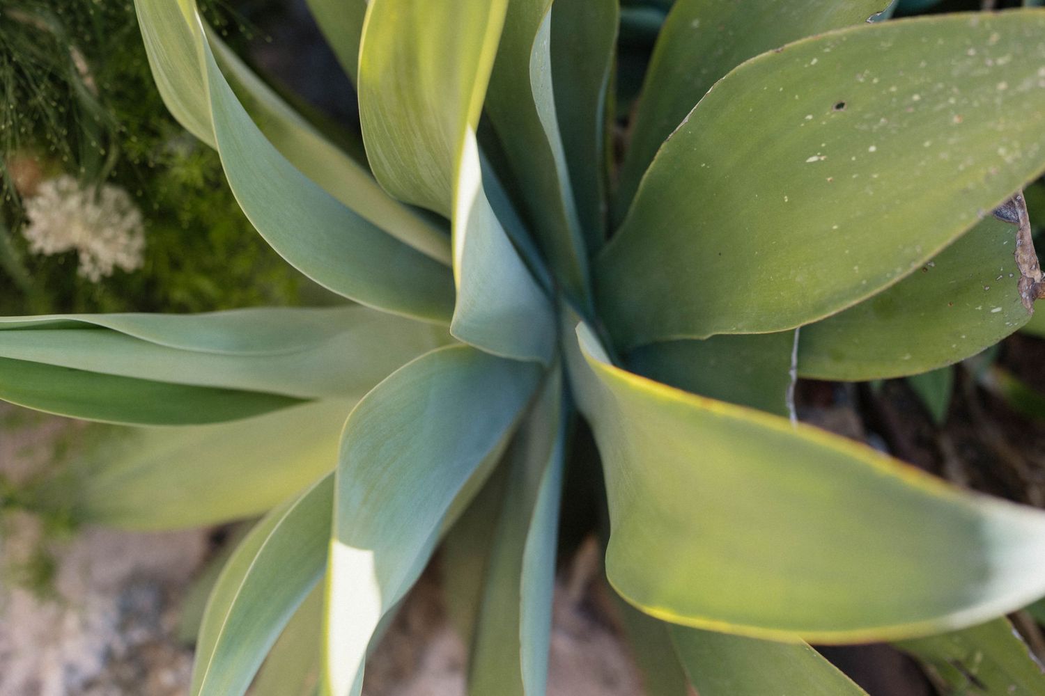 Close-up of a green agave plant with broad, smooth, pointed leaves radiating outward, with rocks and moss in the background.