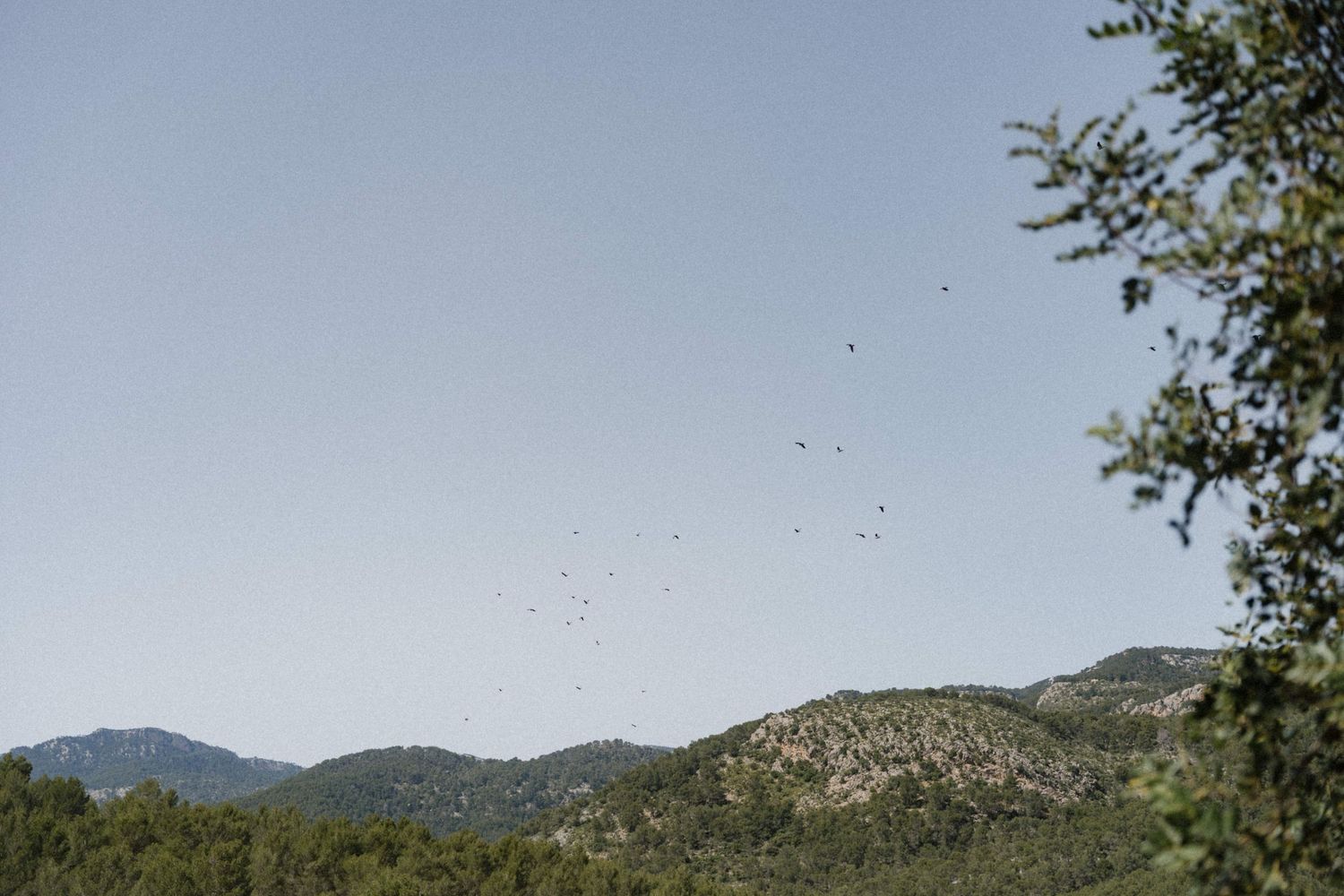 Birds flying over lush green hills and mountains under a clear blue sky in a scenic Mediterranean landscape.