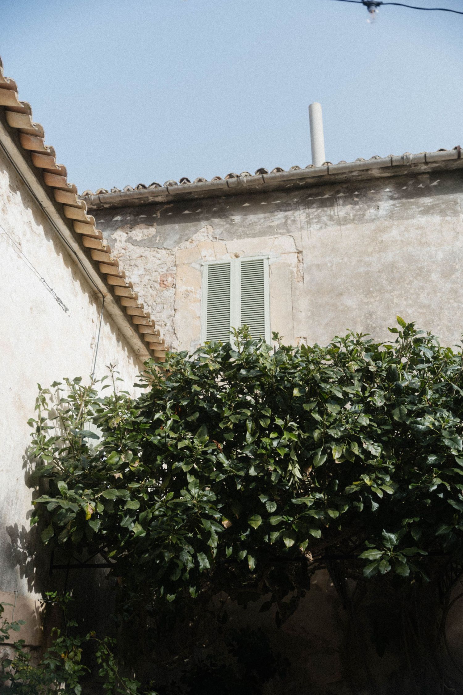 Rustic Mediterranean building facade with green shuttered window and lush leafy tree in foreground.
