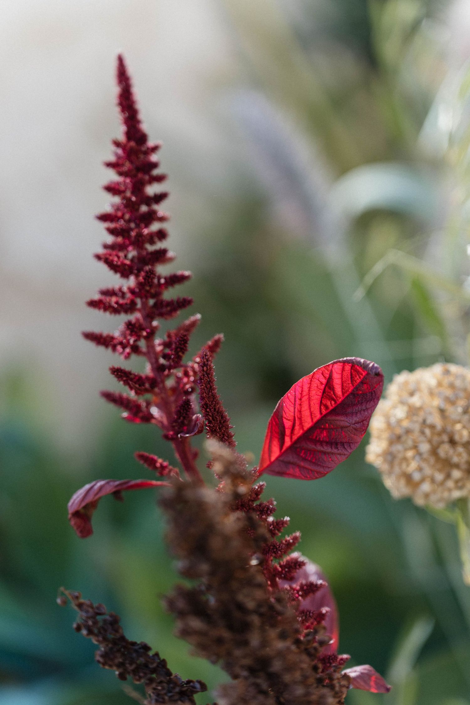 Close-up of a deep red amaranth flower spike and a glossy crimson leaf in a garden, with a dried flower head and soft green background.