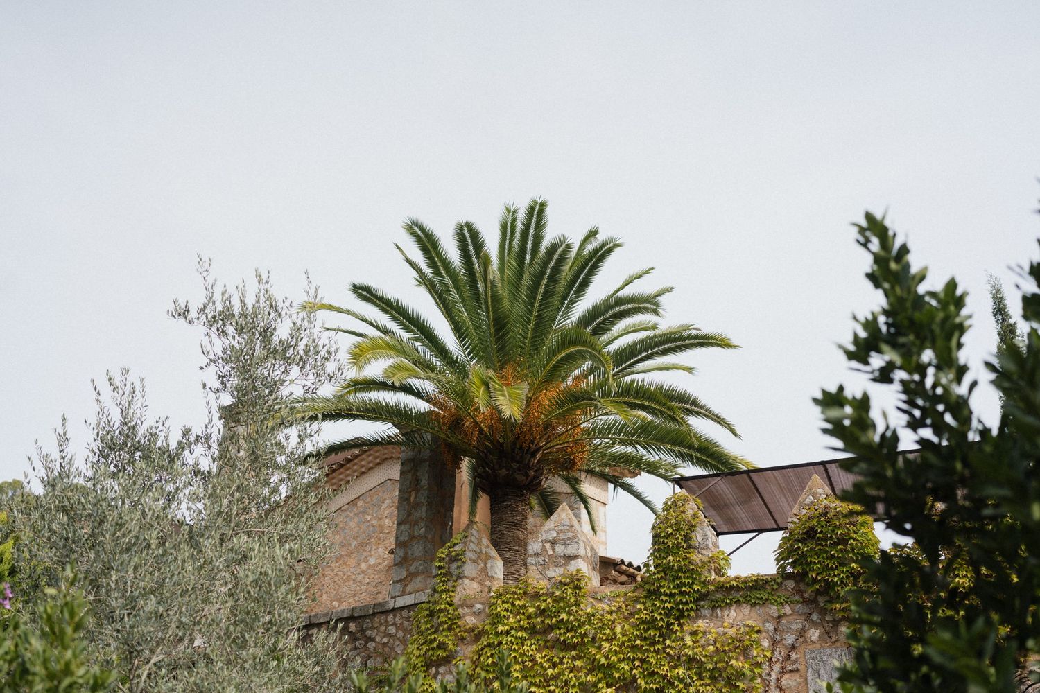 Tall palm tree rising above an old stone building covered in green ivy, with olive and evergreen trees under a soft overcast sky.