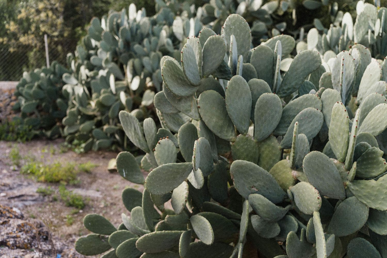 Close-up of large green prickly pear cactus plants growing along a sandy path in a garden setting.