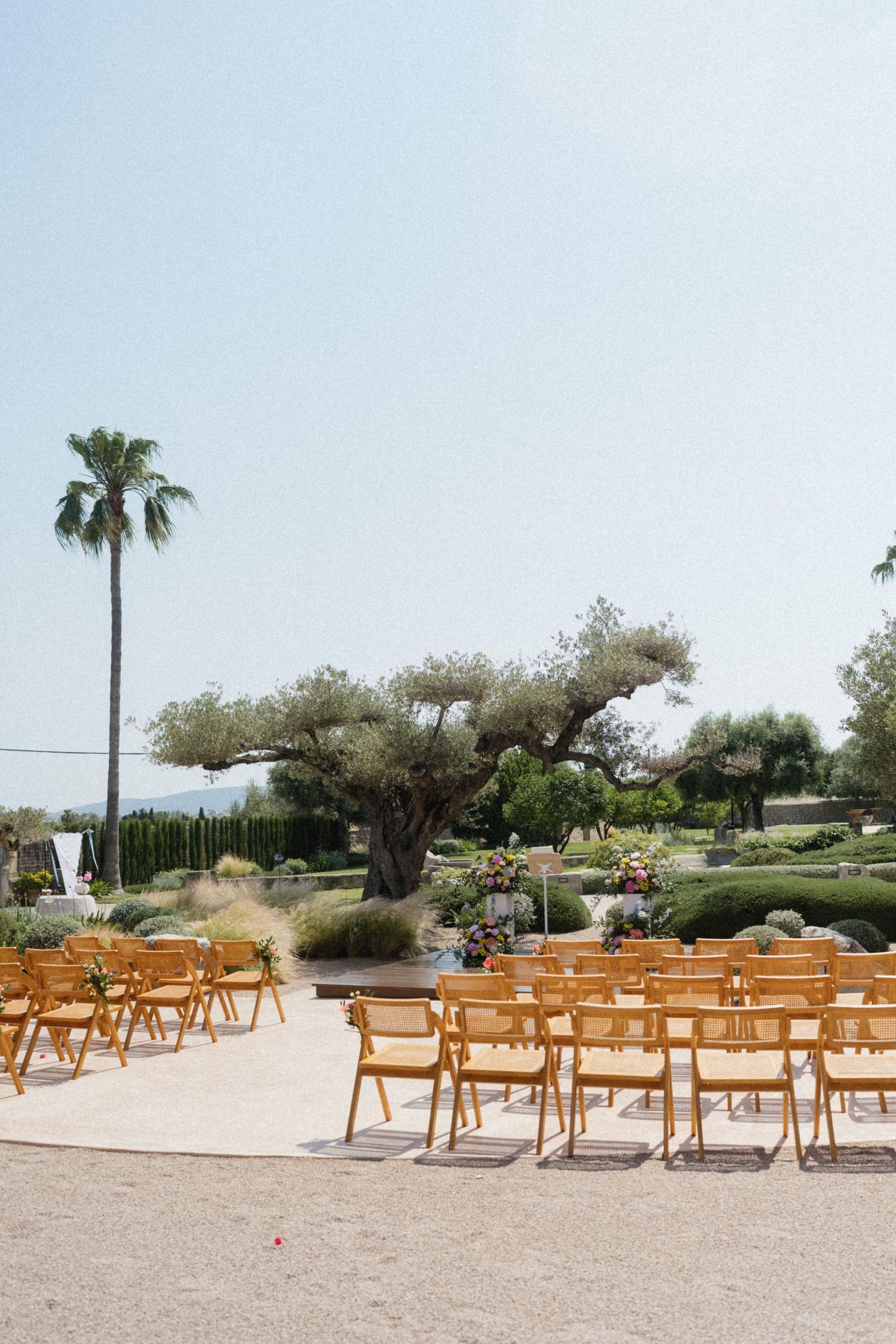 Outdoor wedding ceremony setup with wooden chairs, a large olive tree, and a palm tree under a clear sky.