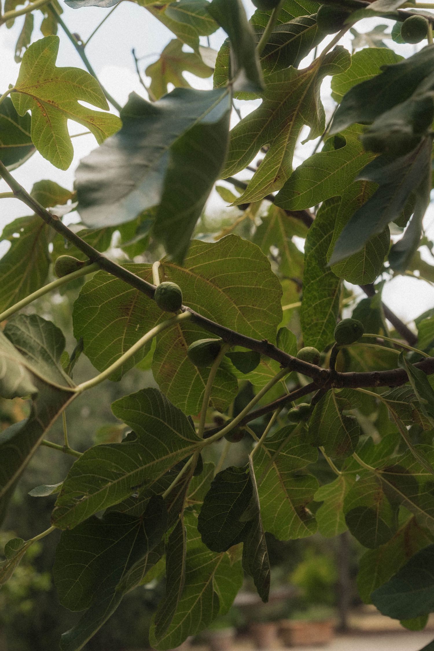 Close-up of green figs growing on a fig tree branch surrounded by large lobed leaves in natural light.