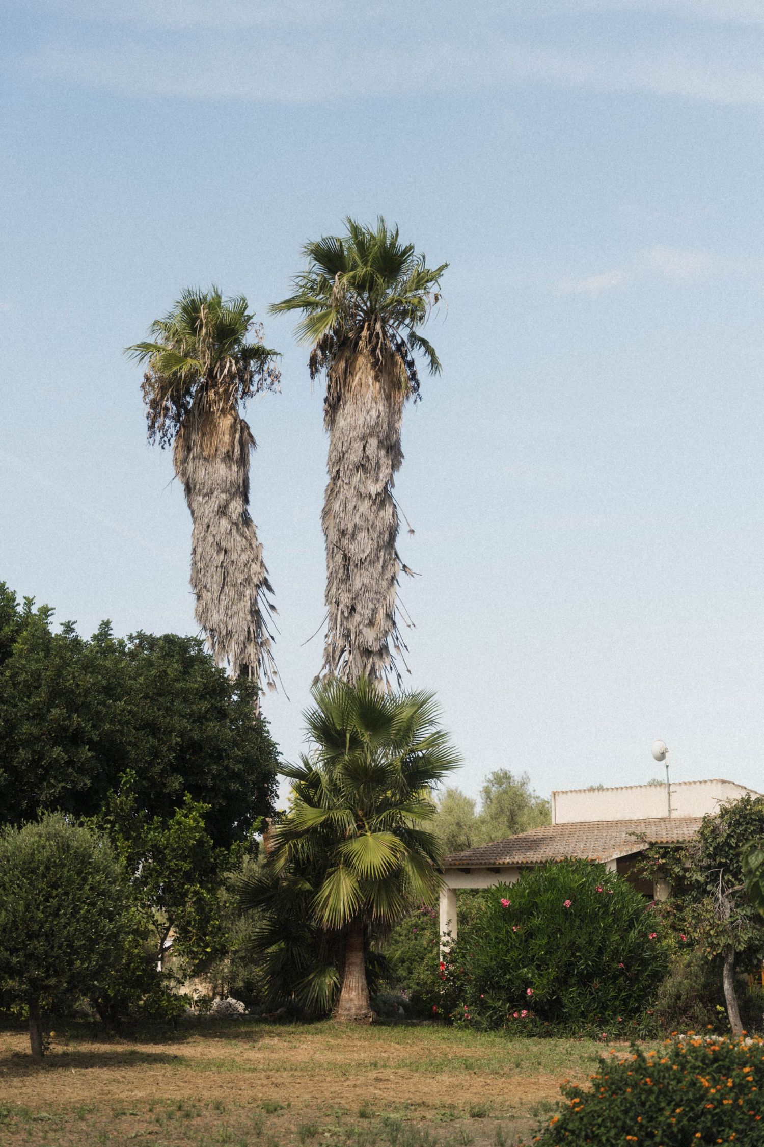 Two tall Washington palm trees rising above lush garden with house rooftop in background.