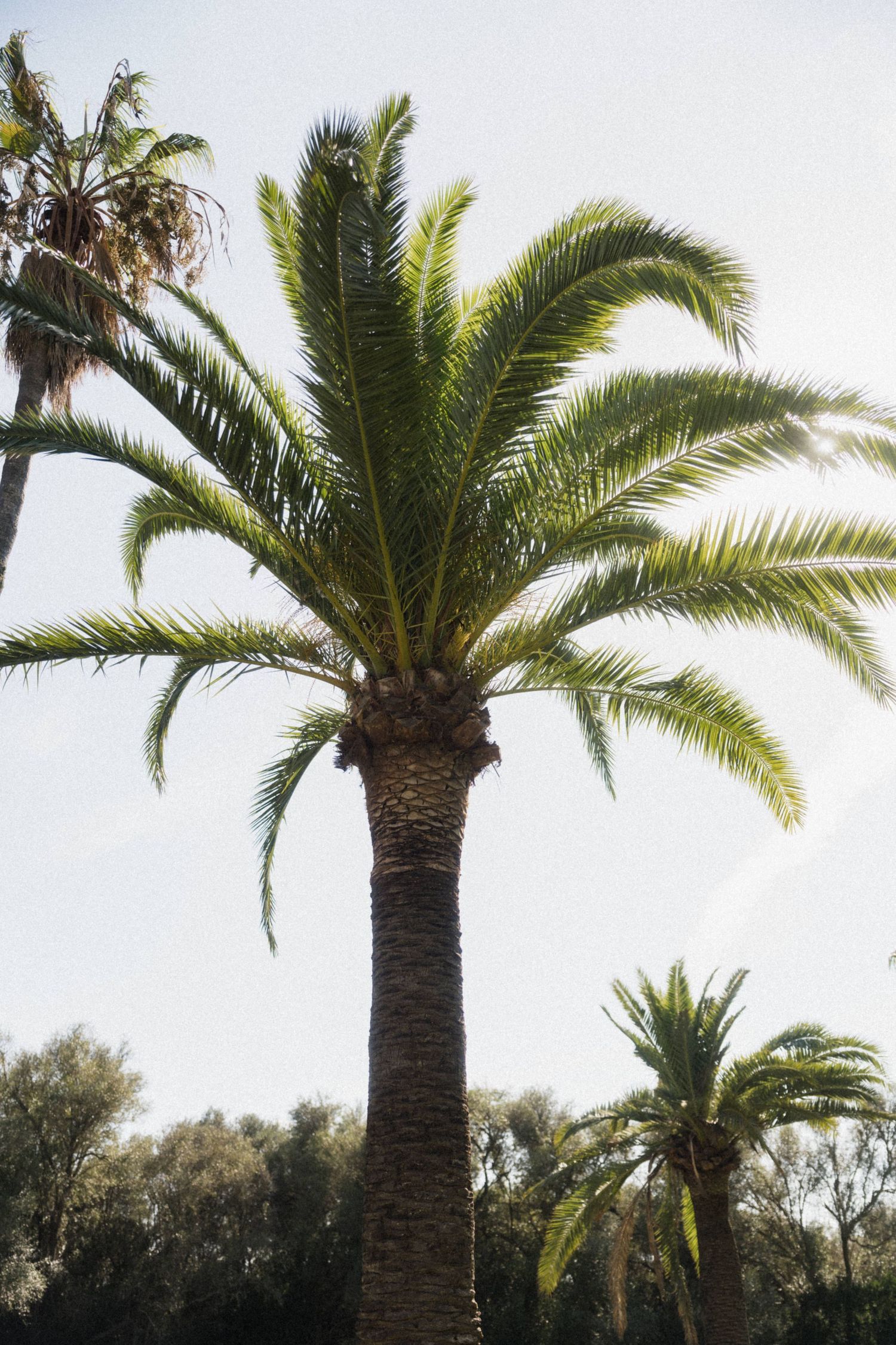 Lush green date palm tree with sprawling fronds photographed against a bright sky.