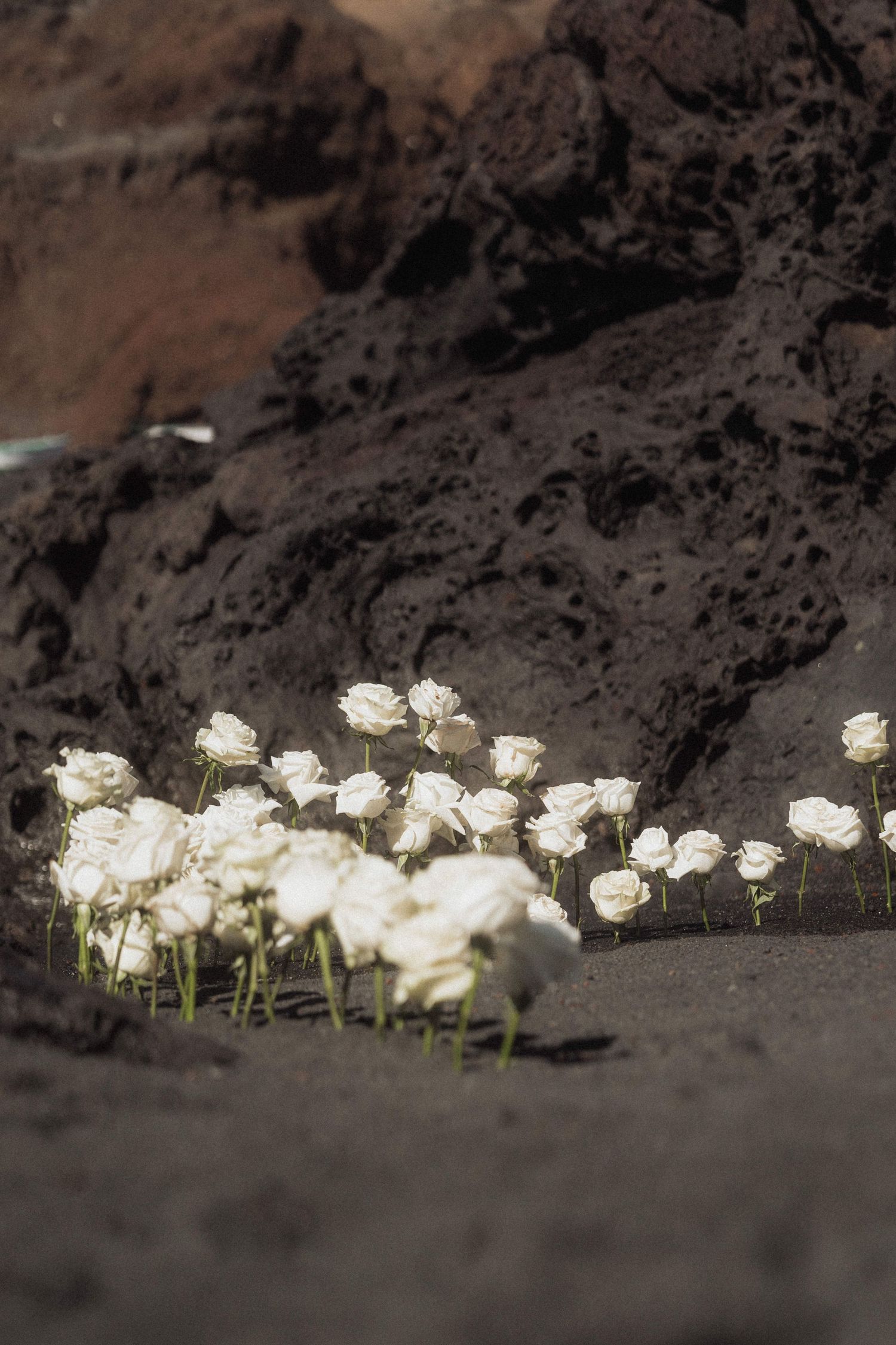 White roses arranged on dark volcanic sand beach against rugged lava rock backdrop.